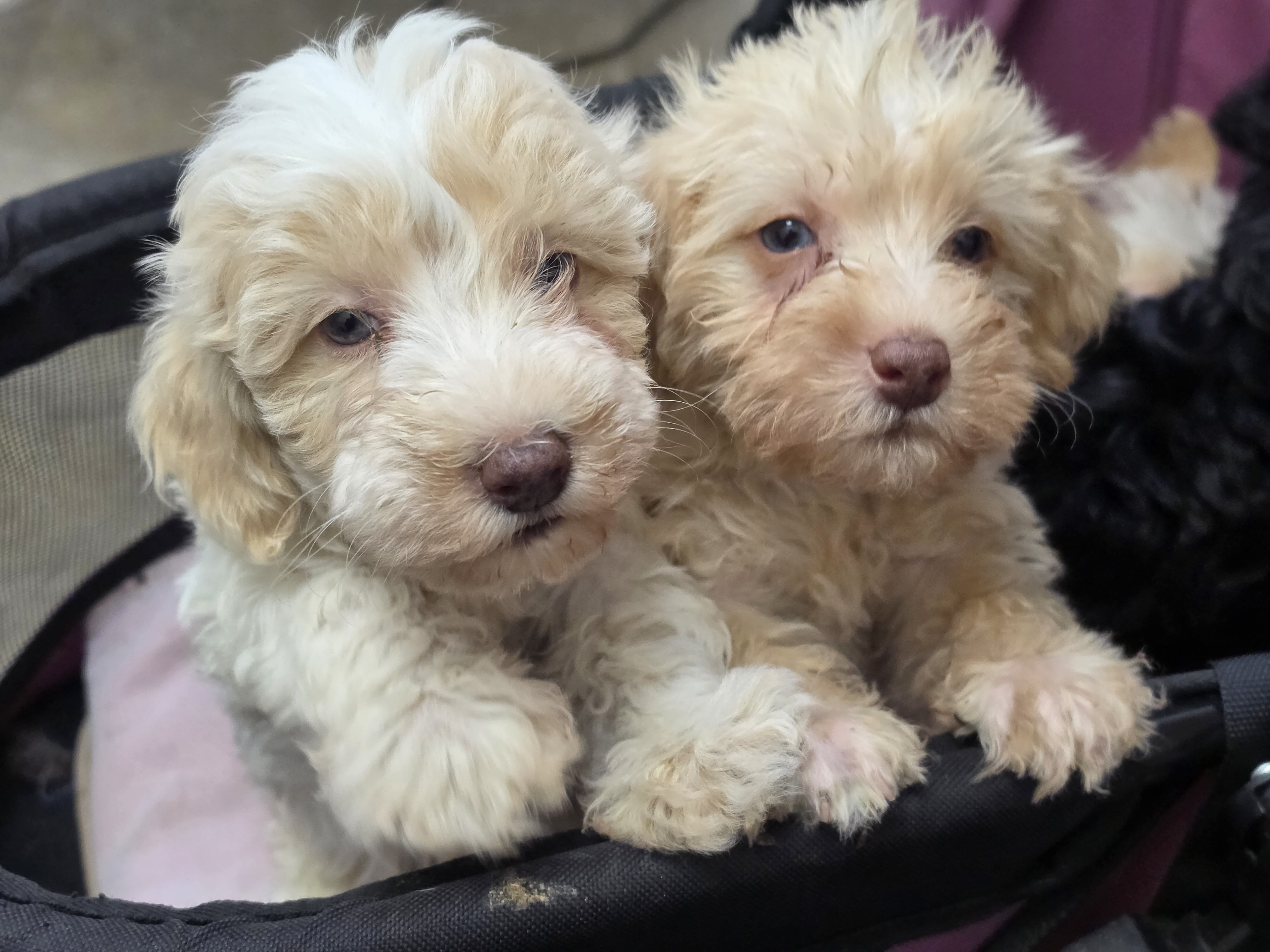 Beautiful SCHNOODLE PUPS image 6