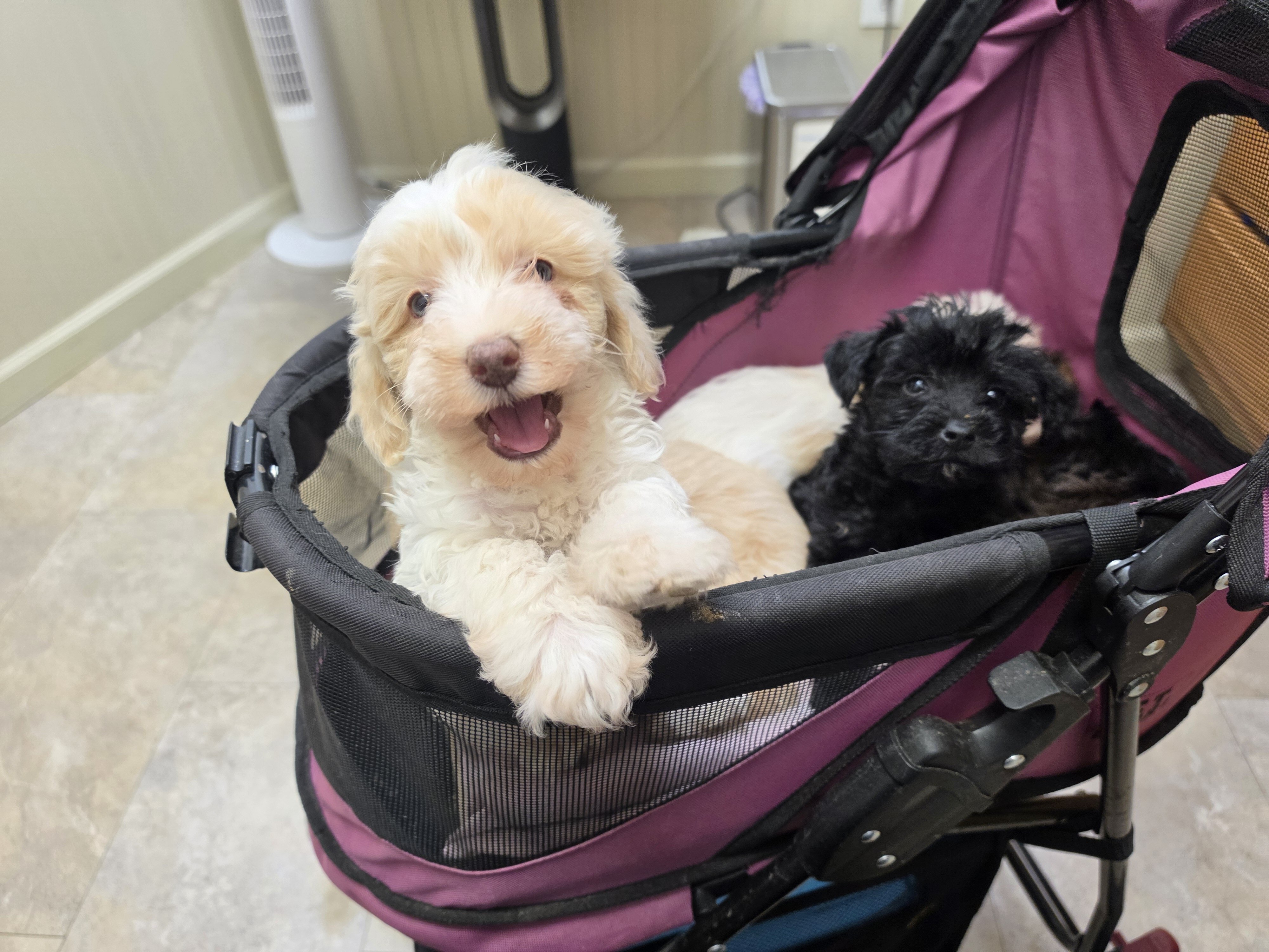 Beautiful SCHNOODLE PUPS image 1