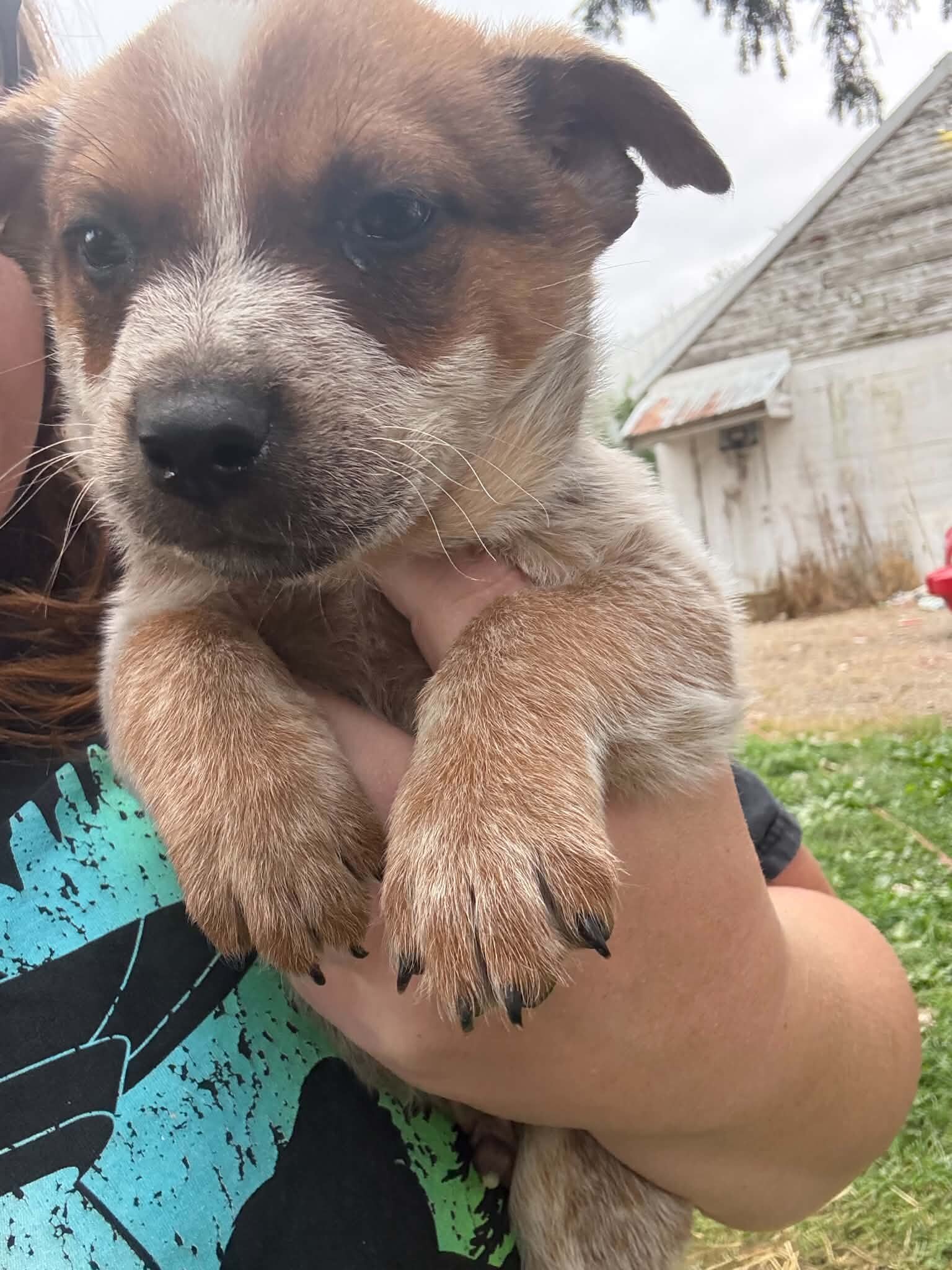 Red heeler image 7