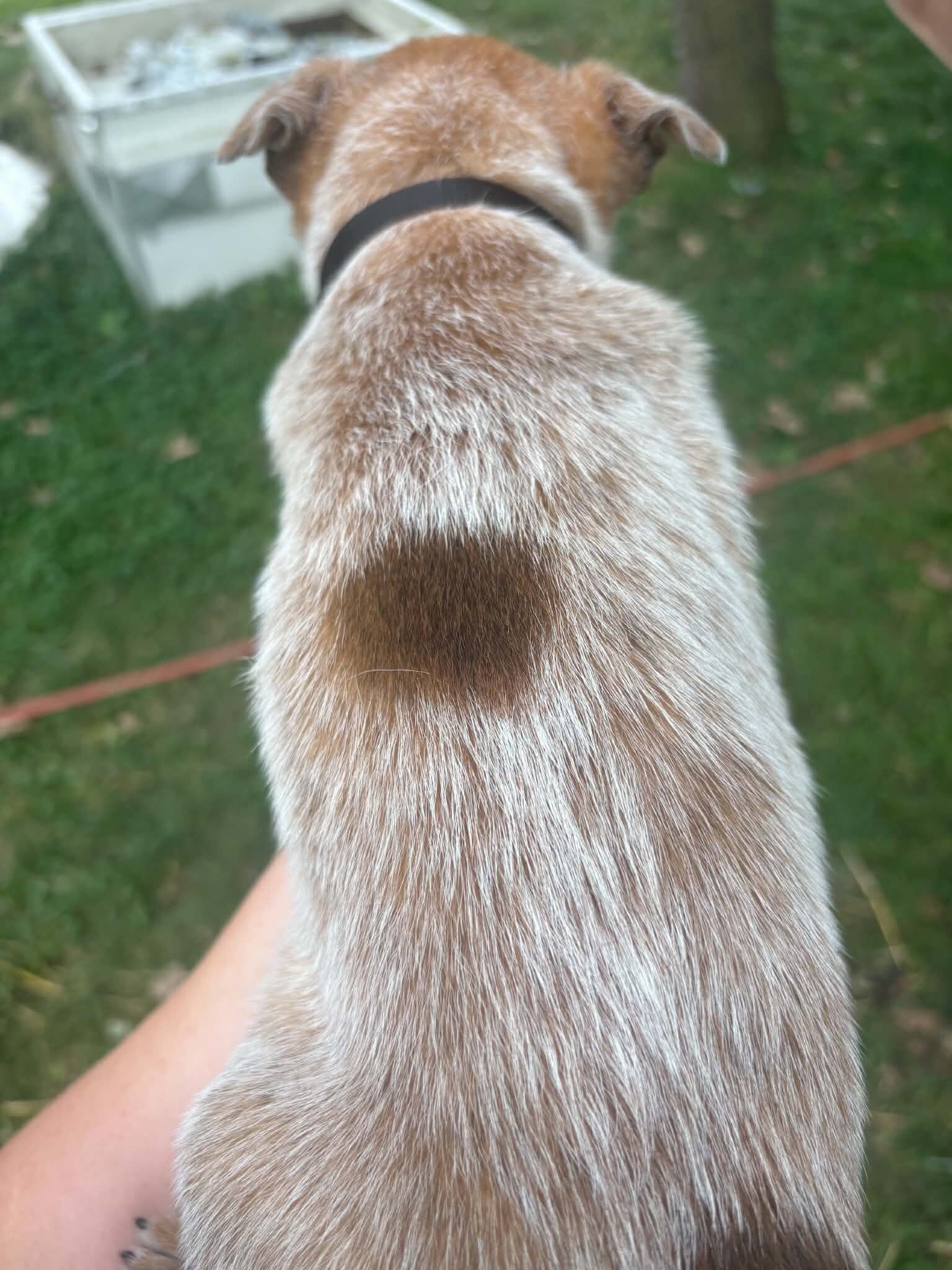 Red heeler image 6