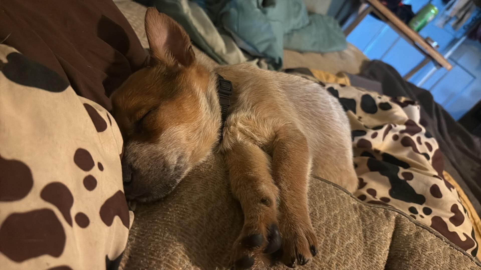 Red heeler image 4