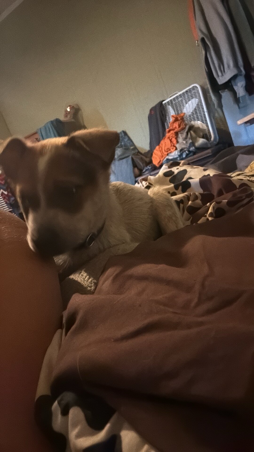 Red heeler image 5