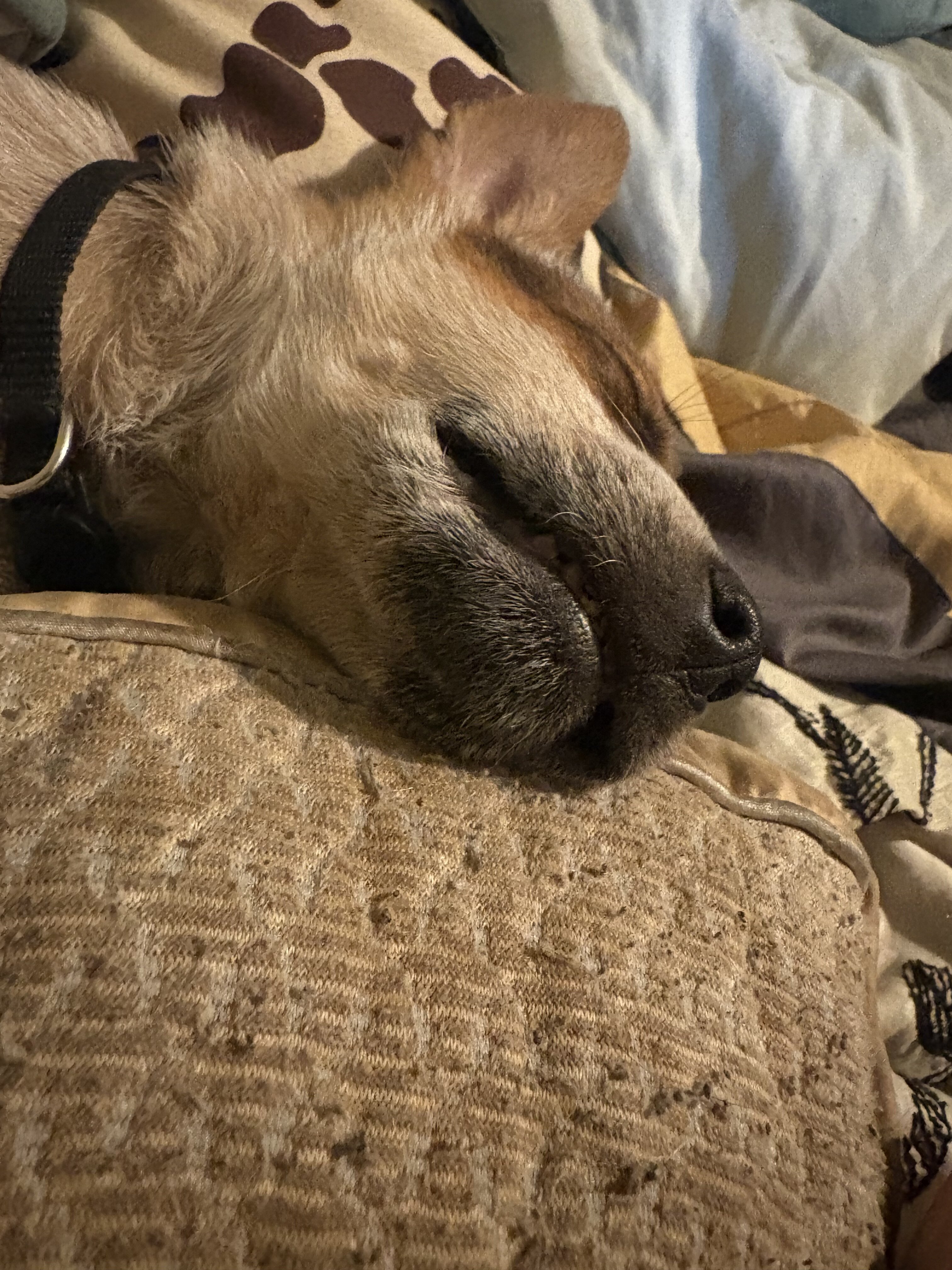 Red heeler image 1