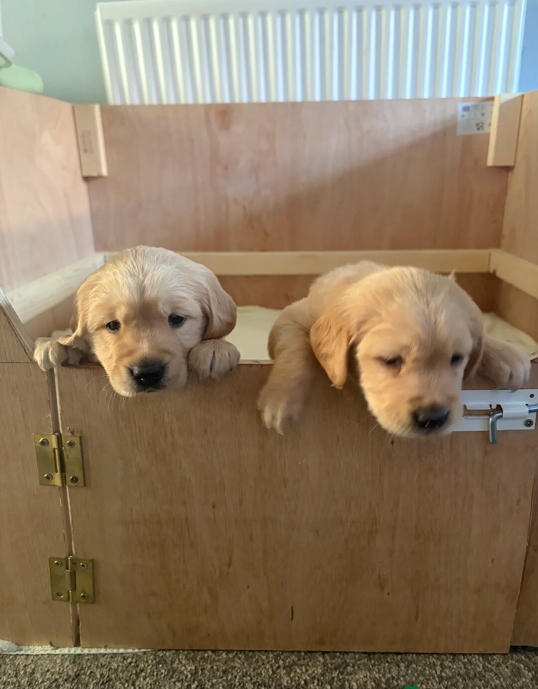 Adorable Golden Retriever Puppies Ready for Loving image 1