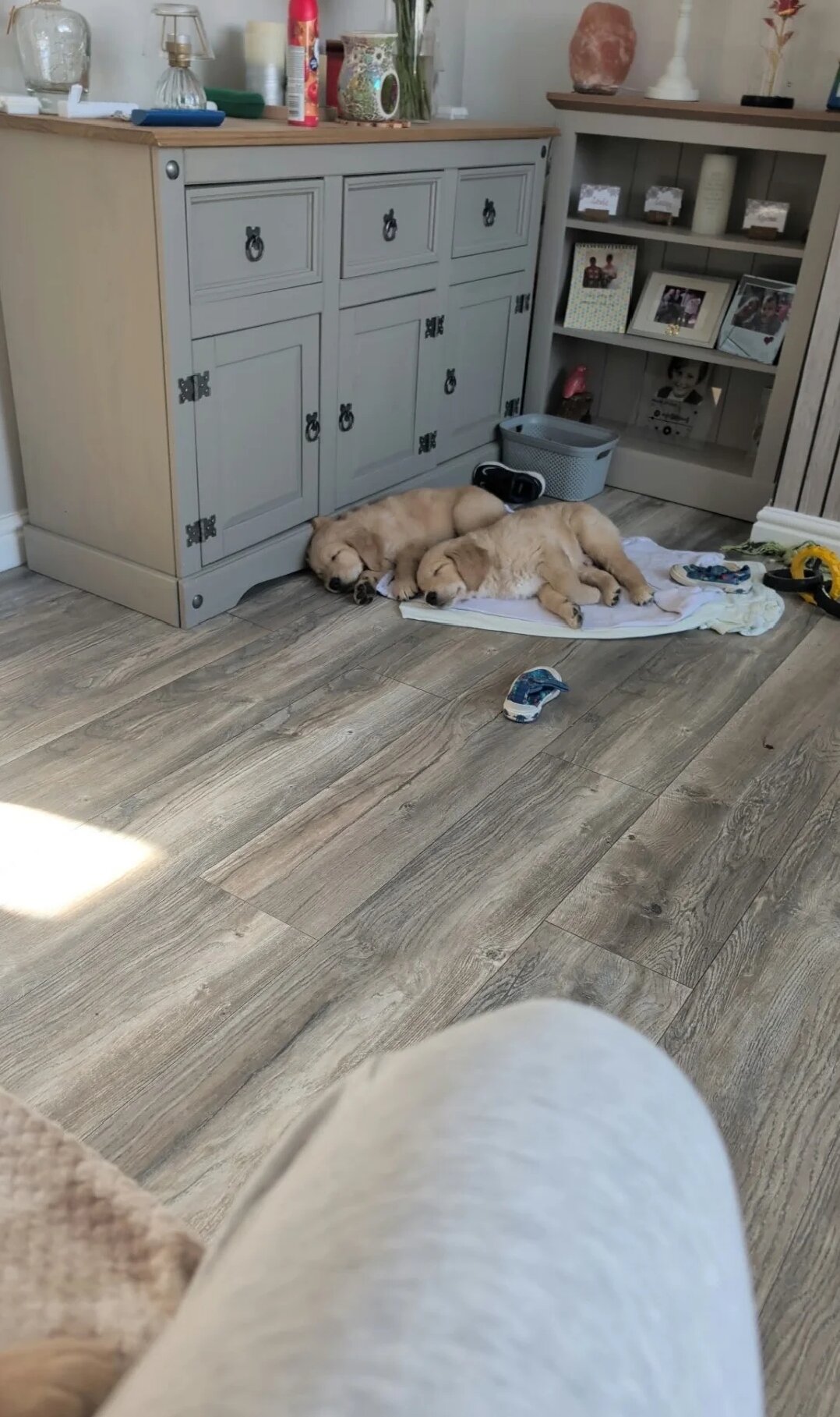 Adorable Golden Retriever Puppies Ready for Loving image 5