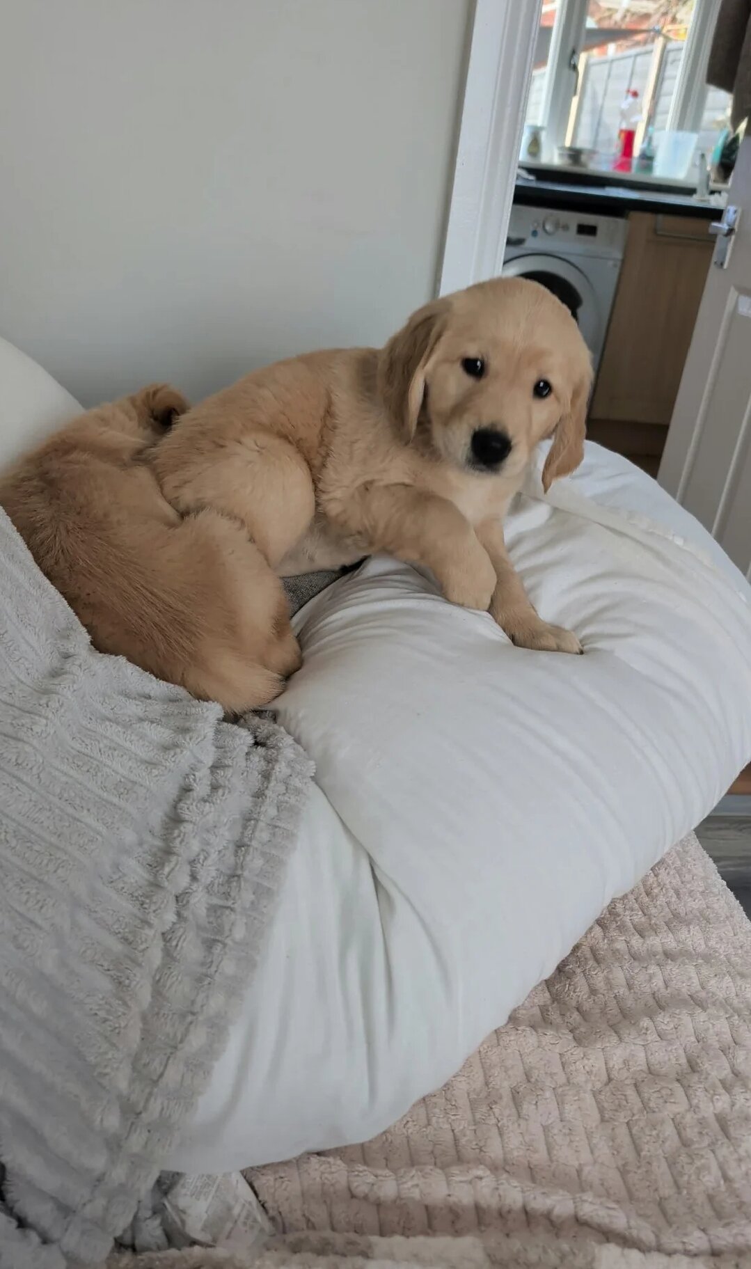 Adorable Golden Retriever Puppies Ready for Loving image 2