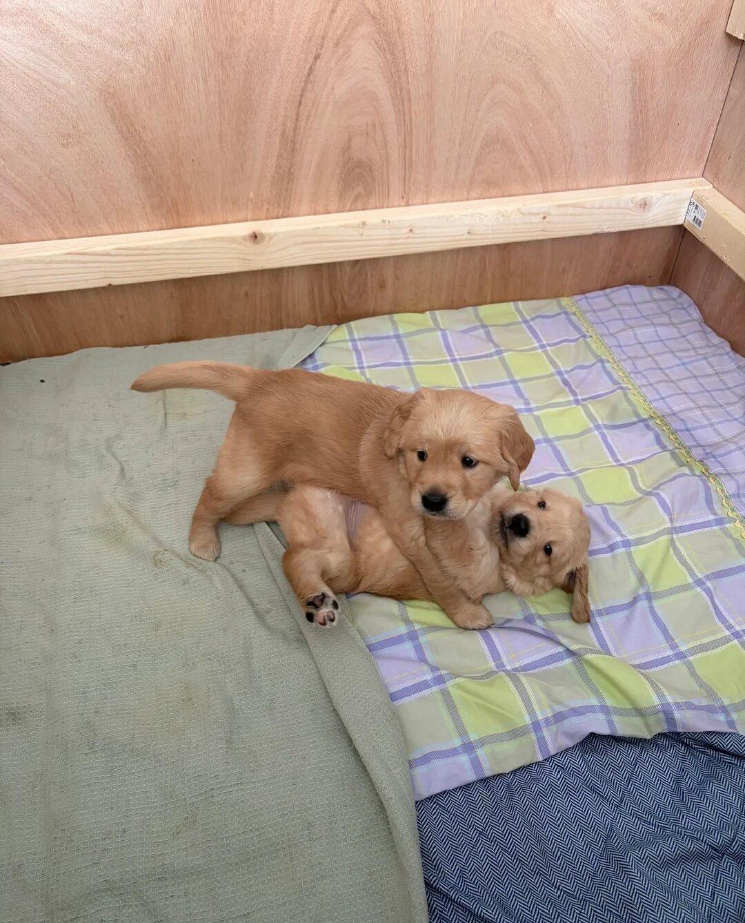 Adorable Golden Retriever Puppies Ready for Loving image 3