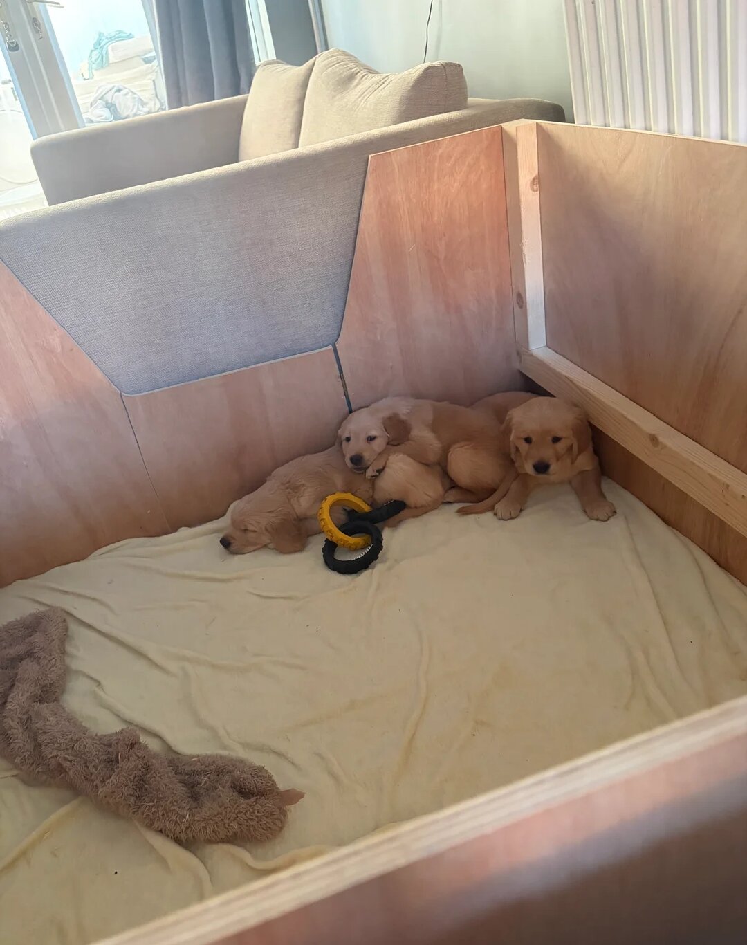 Adorable Golden Retriever Puppies Ready for Loving image 6