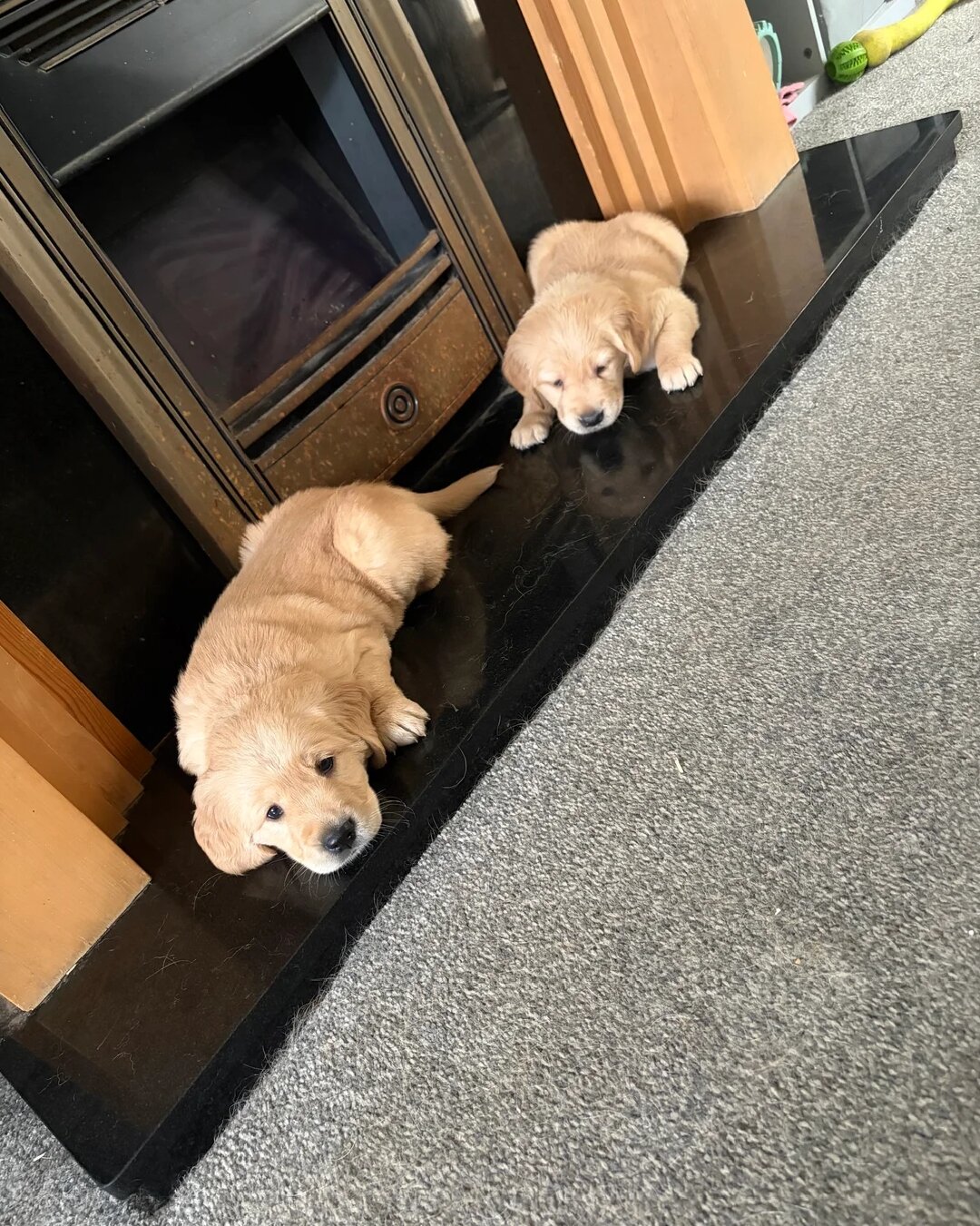 Adorable Golden Retriever Puppies Ready for Loving image 4