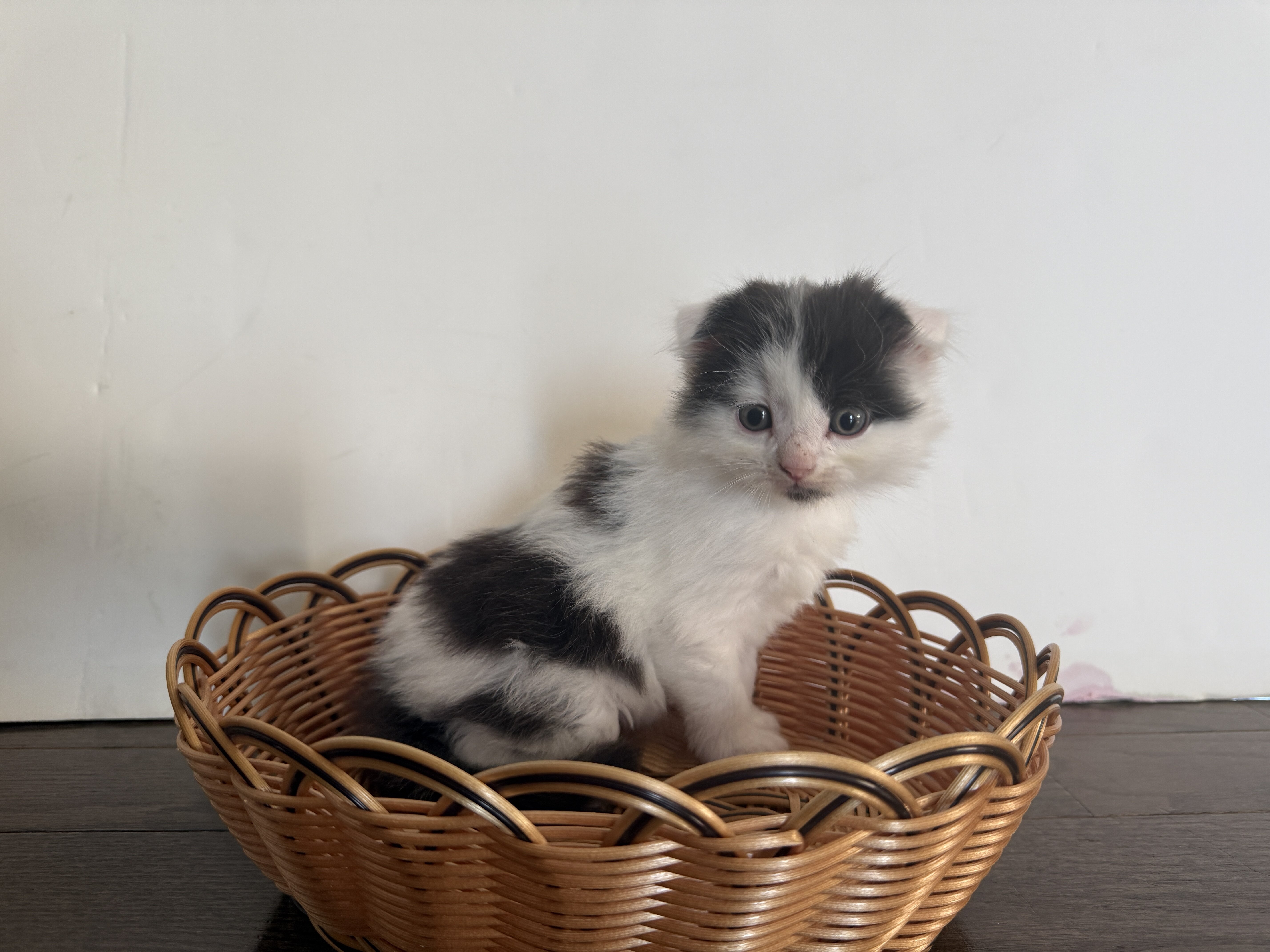 Adorable Fluffy Scottish Fold Mix Male Kitten image 7