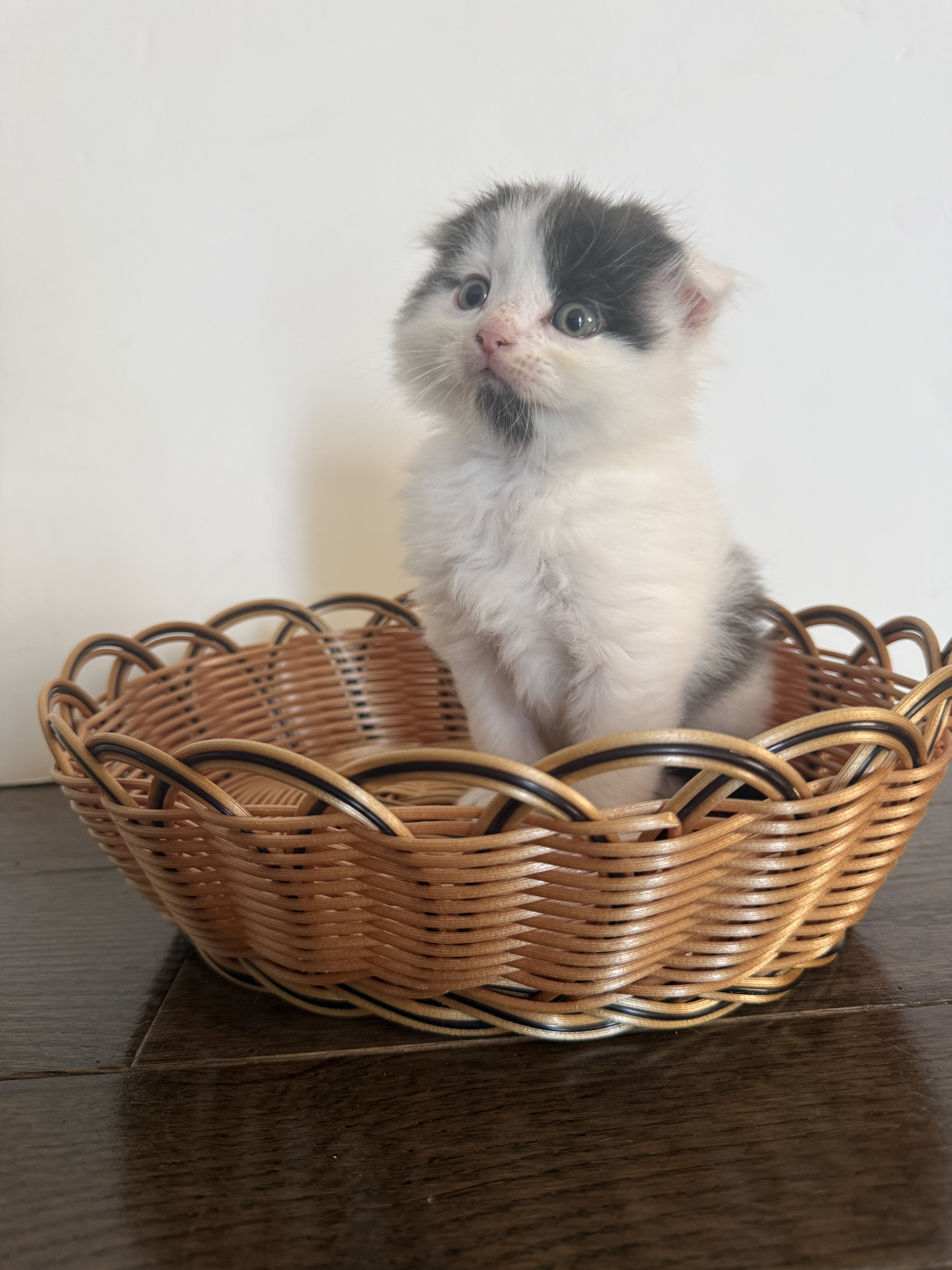 Adorable Fluffy Scottish Fold Mix Male Kitten image 6