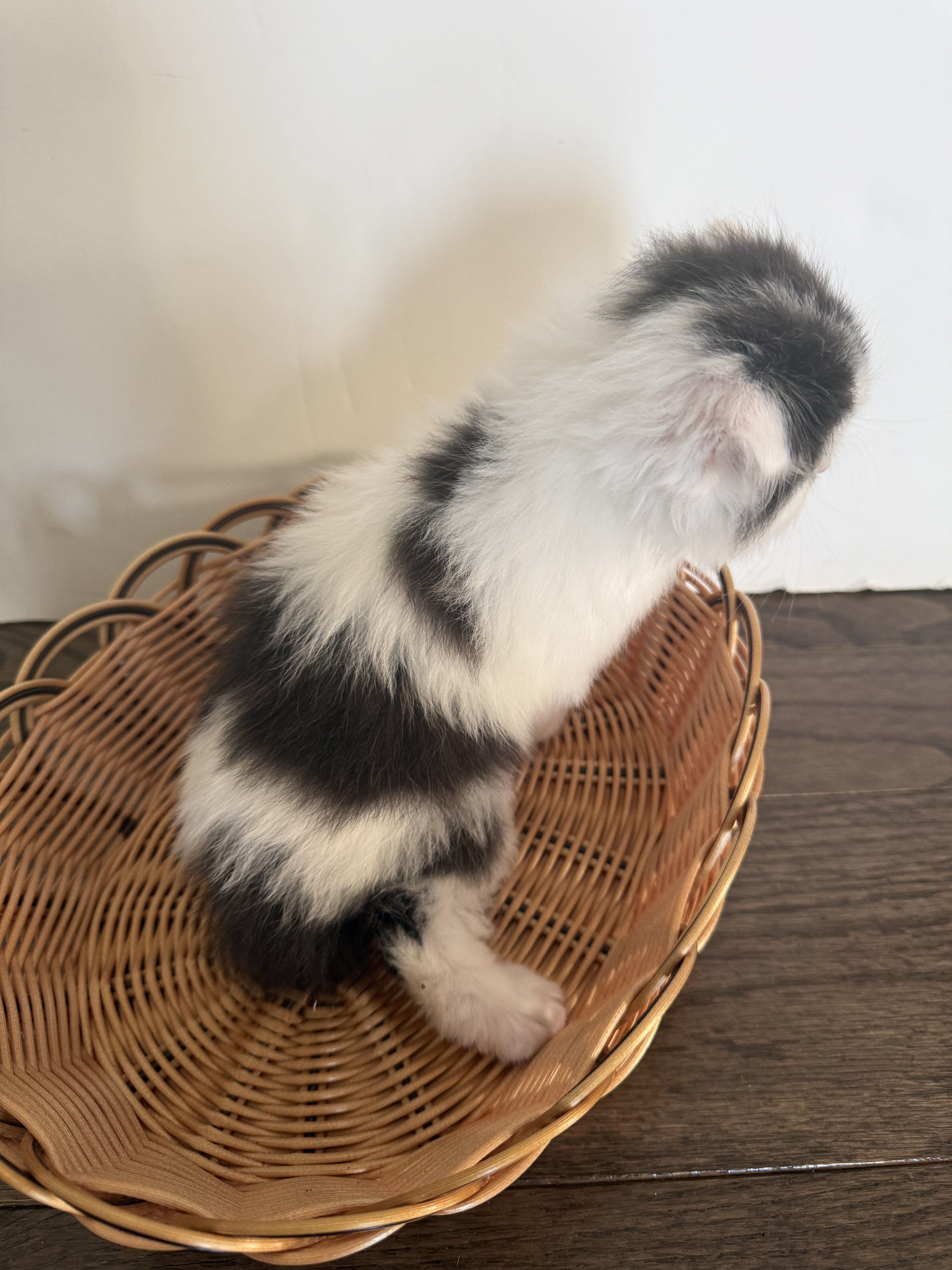 Adorable Fluffy Scottish Fold Mix Male Kitten image 5