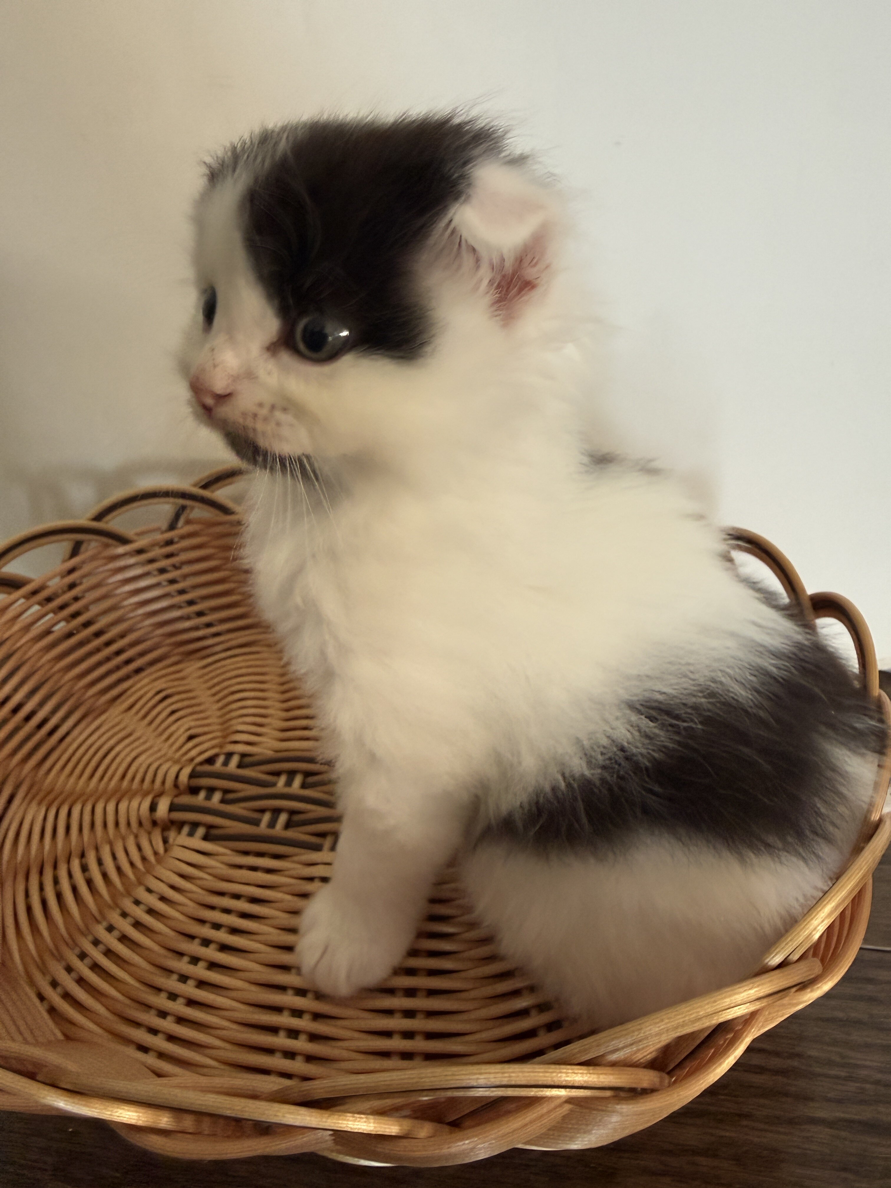 Adorable Fluffy Scottish Fold Mix Male Kitten image 4