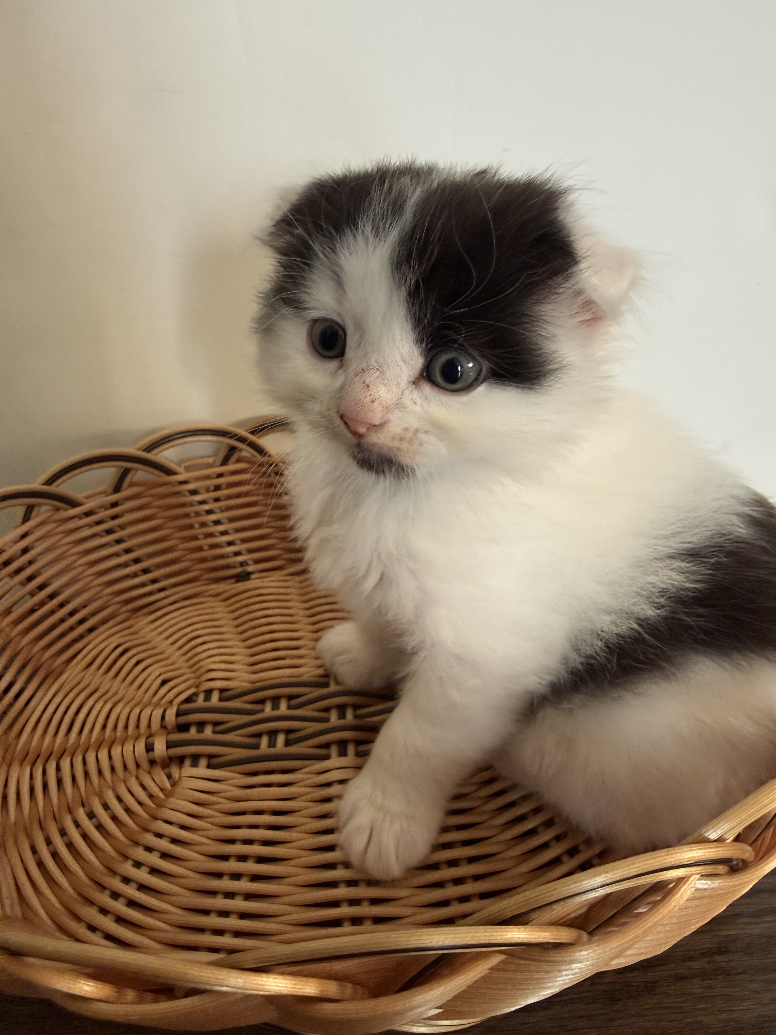 Adorable Fluffy Scottish Fold Mix Male Kitten image 3