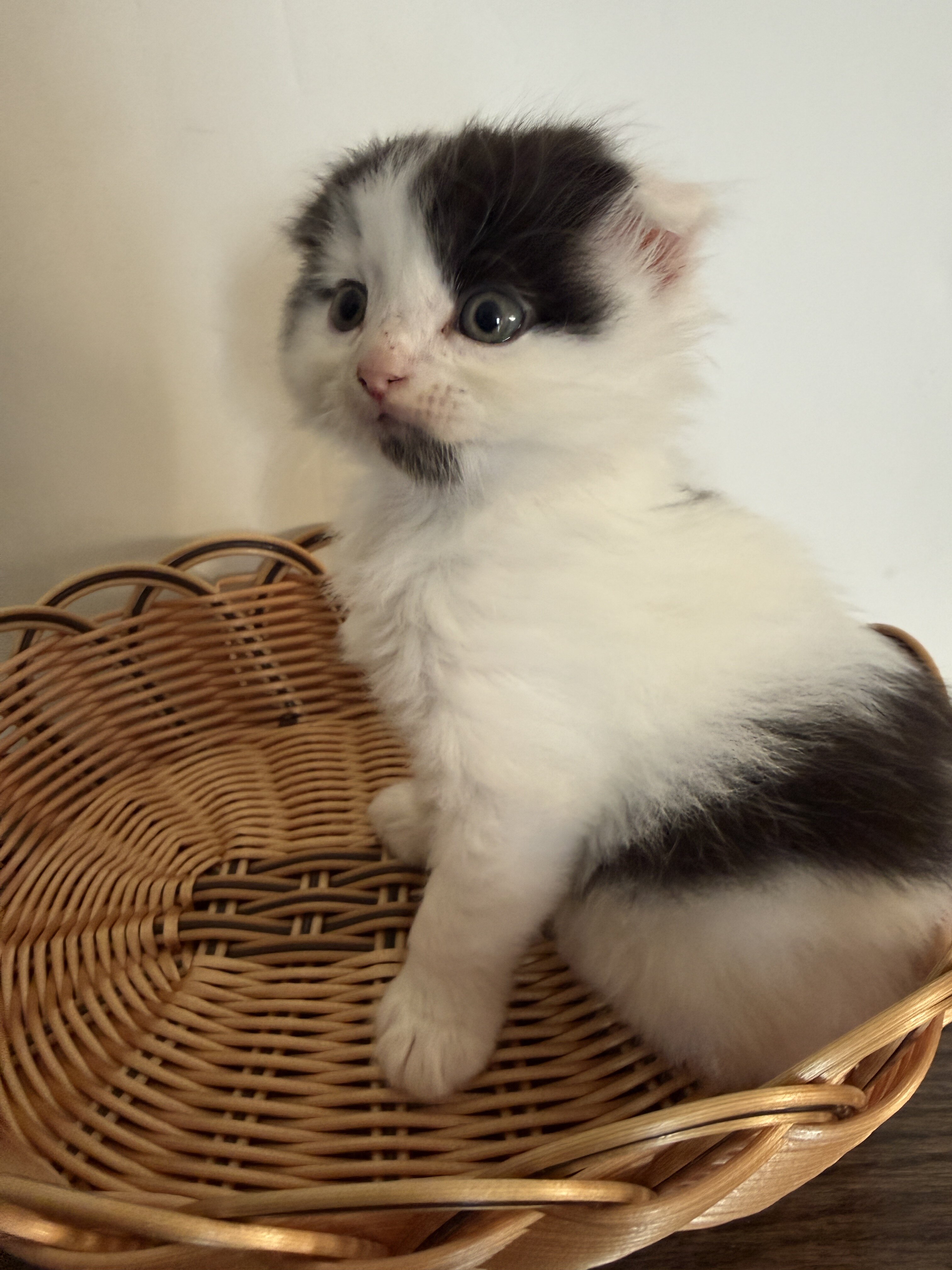 Adorable Fluffy Scottish Fold Mix Male Kitten image 2