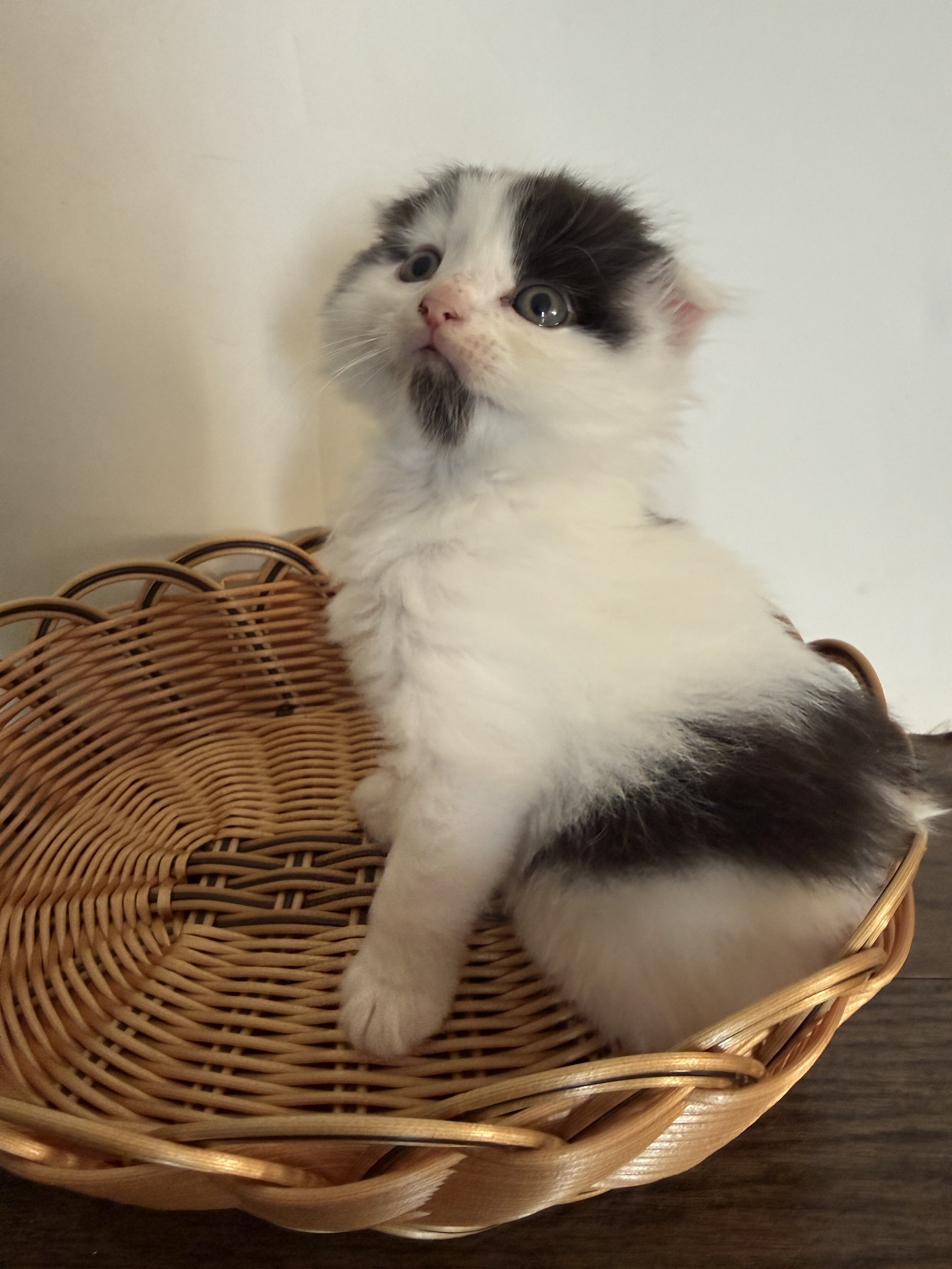 Adorable Fluffy Scottish Fold Mix Male Kitten image 1