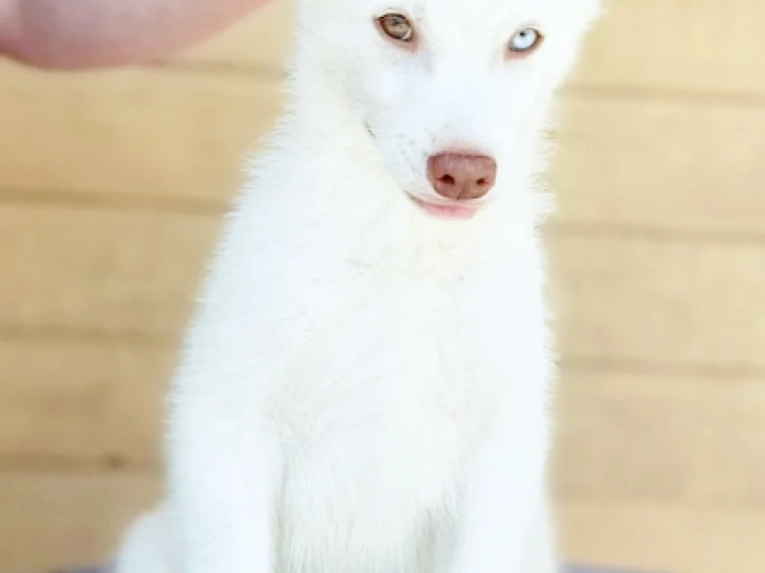 Old Jack – Siberian Husky image 4