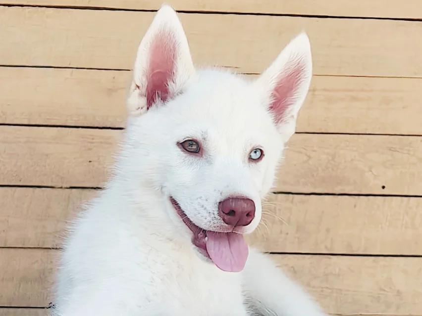 Old Jack – Siberian Husky image 5