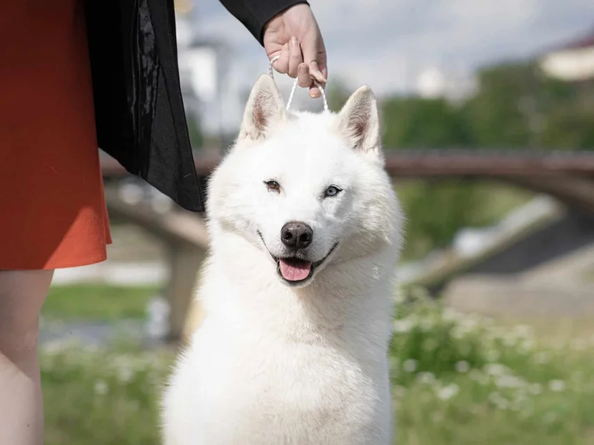 Old Jack – Siberian Husky image 1