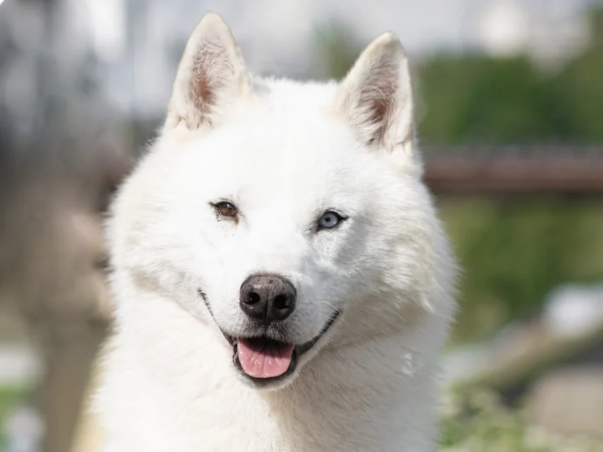 Old Jack – Siberian Husky image 2