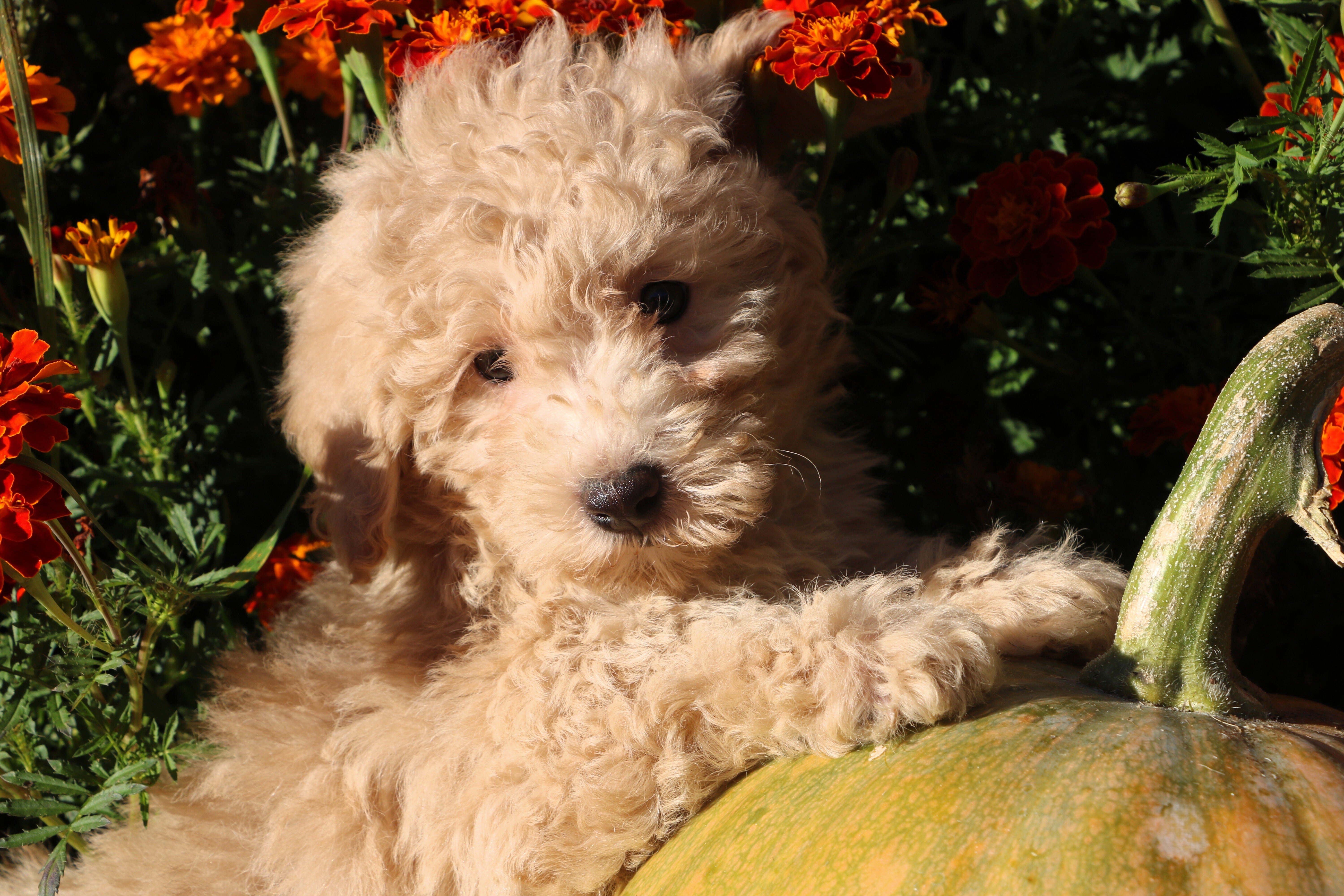Little Pumpkin - Price drop!! ❤️💕 image 3