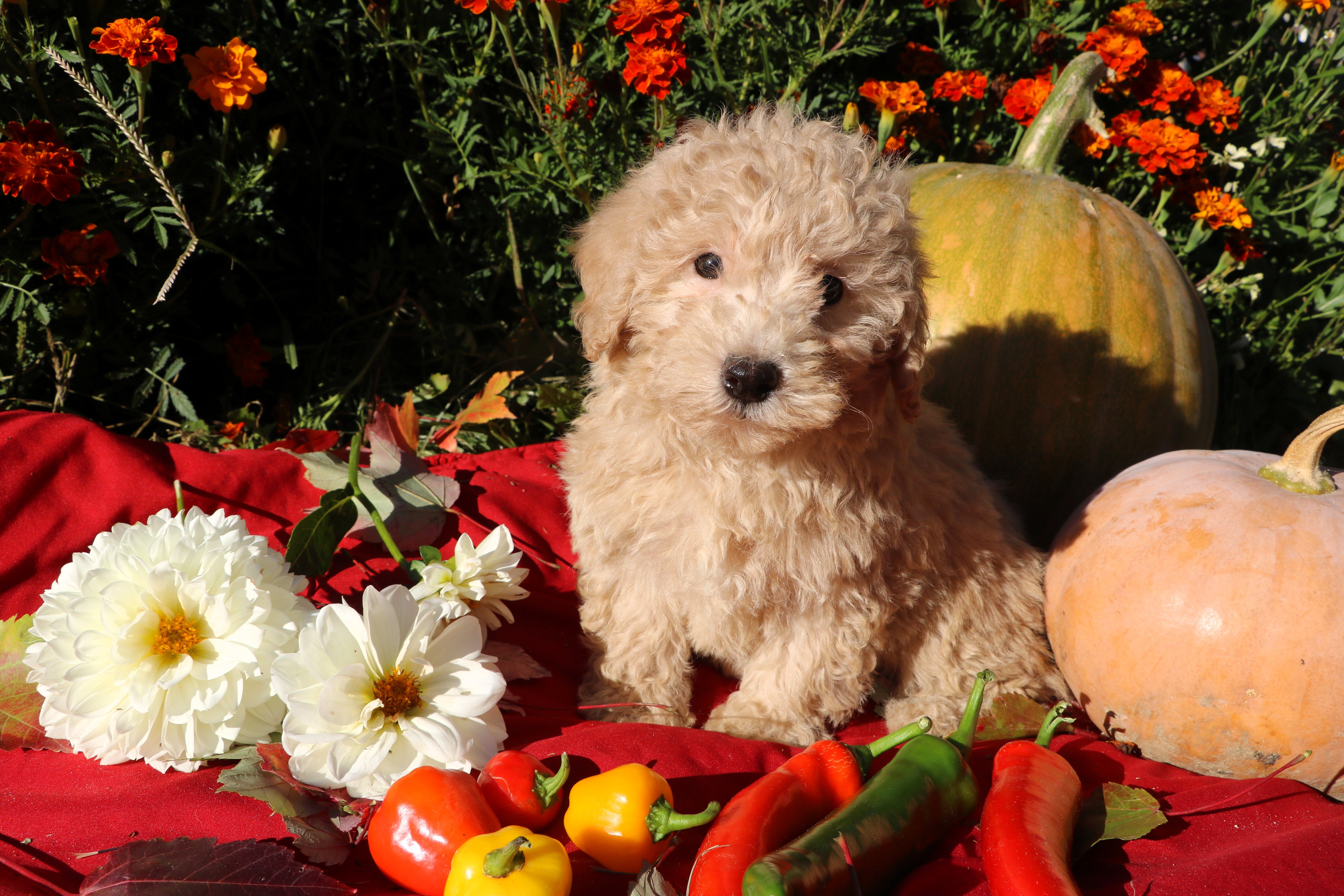 Little Pumpkin - Price drop!! ❤️💕 image 1