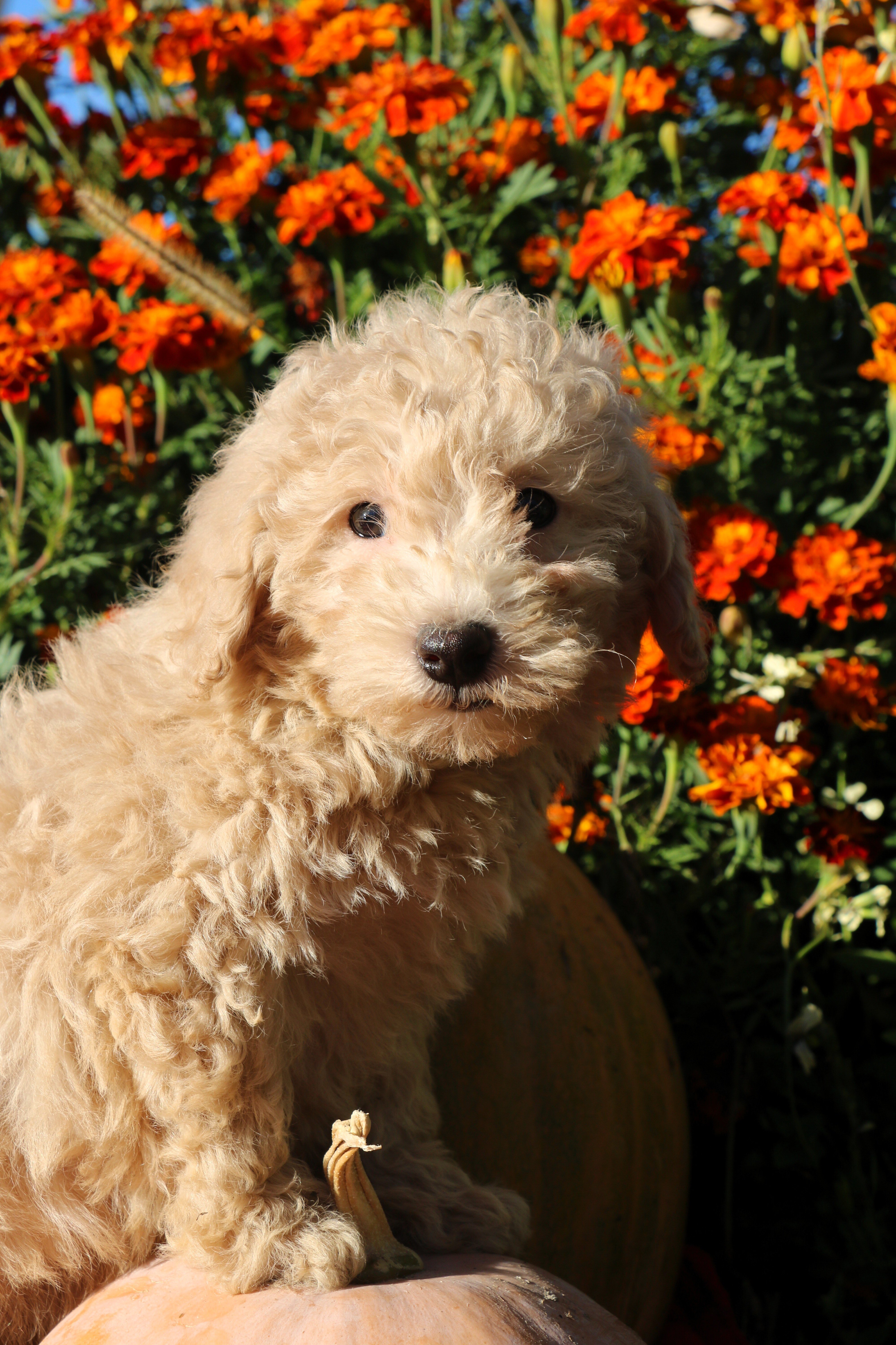 Little Pumpkin - Price drop!! ❤️💕 image 2