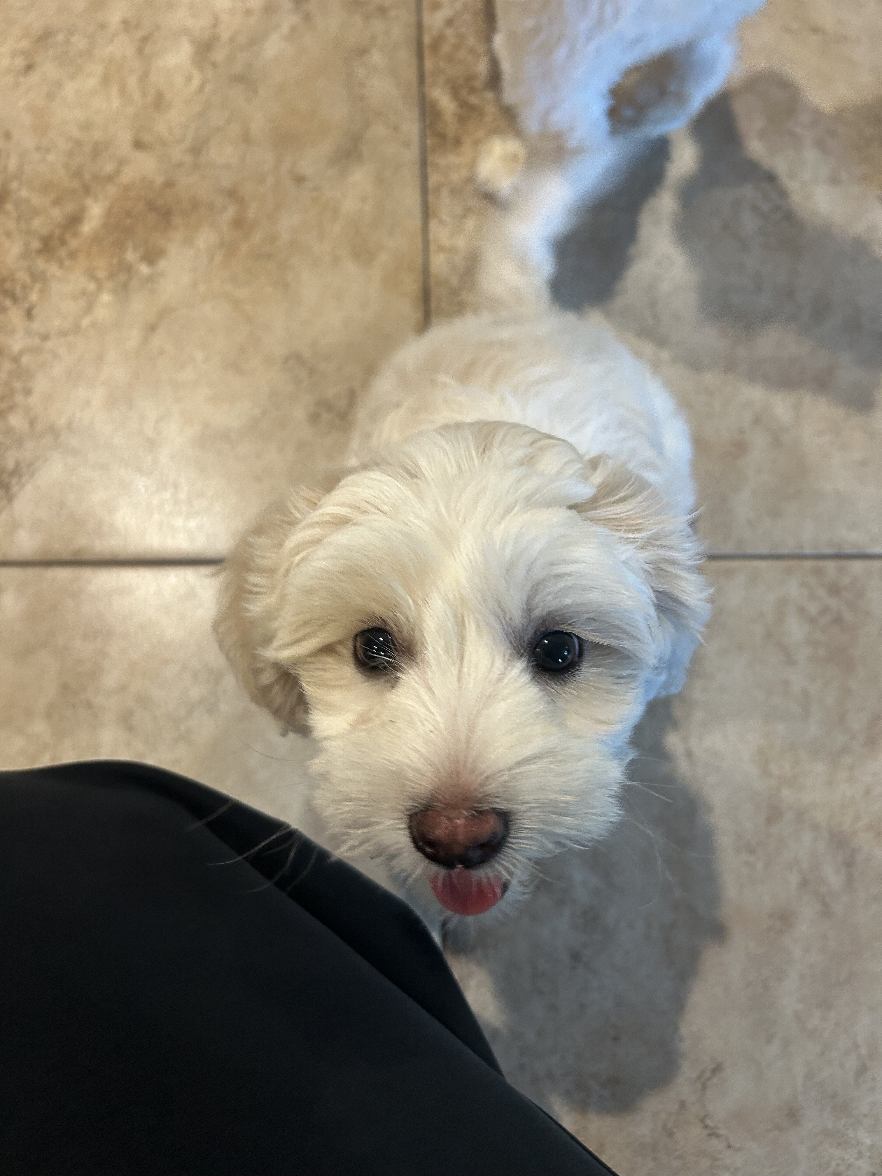 Coton de Tulear boys image 2