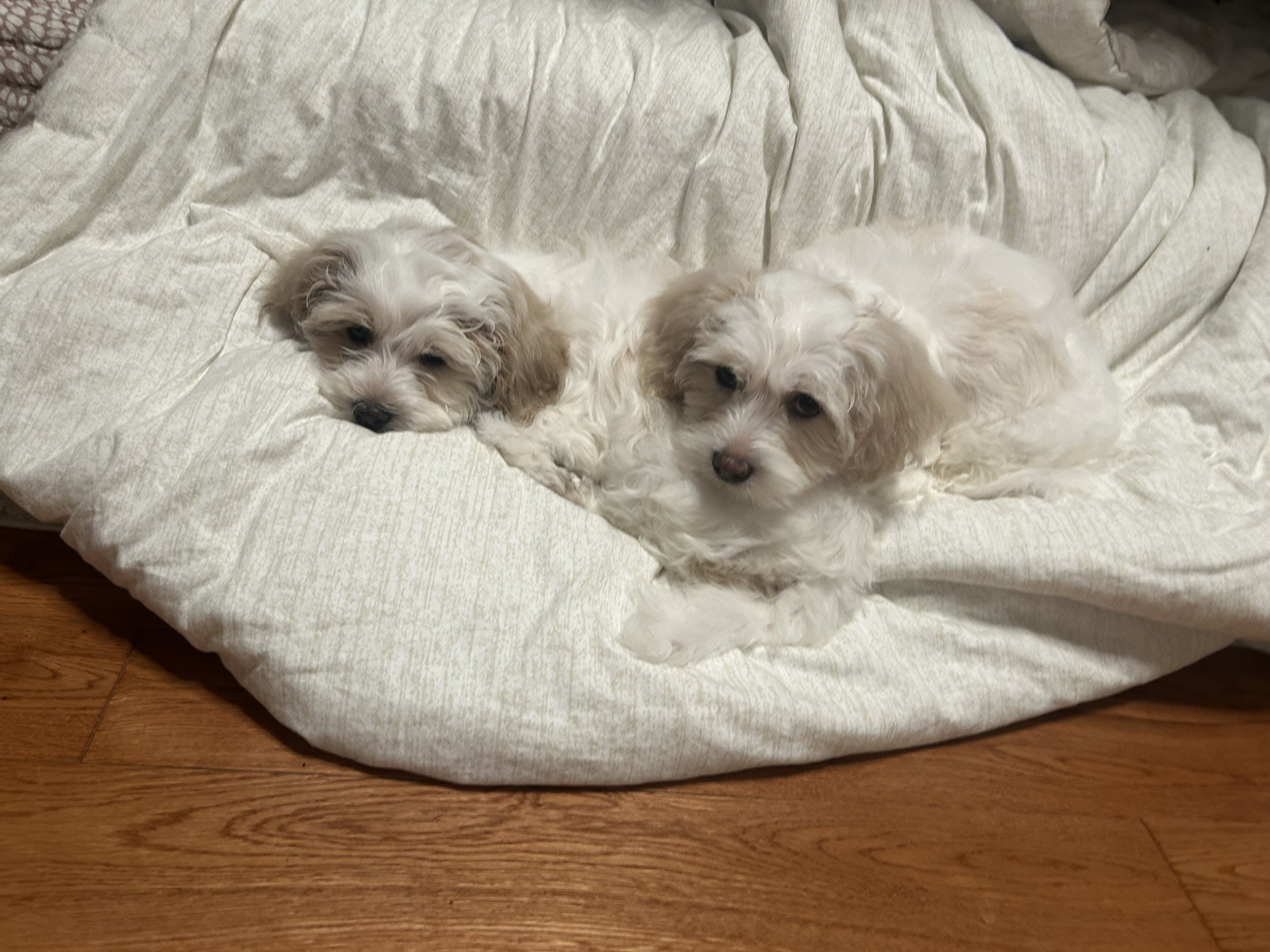 Coton de Tulear boys image 4