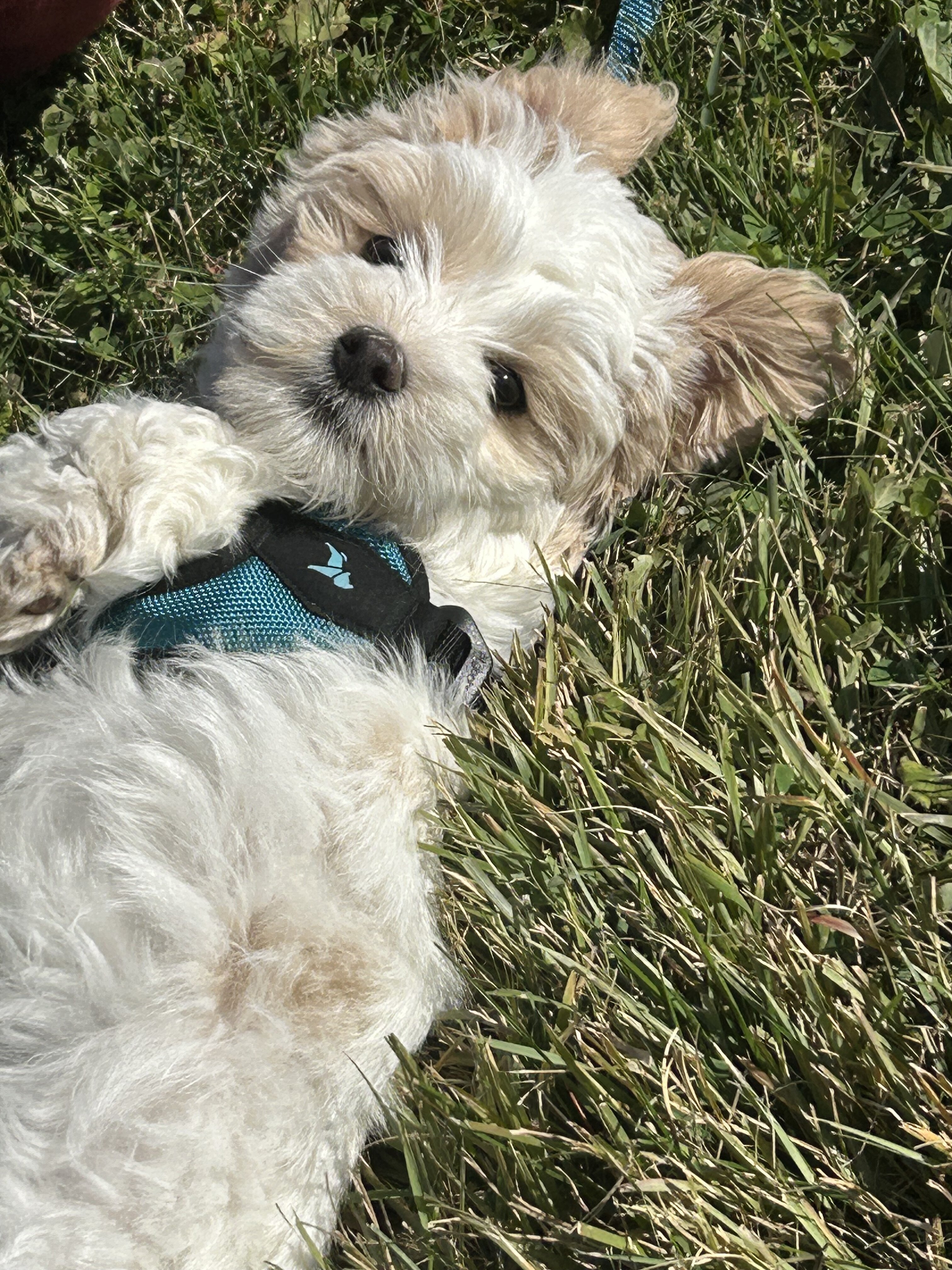 Coton de Tulear boys image 1