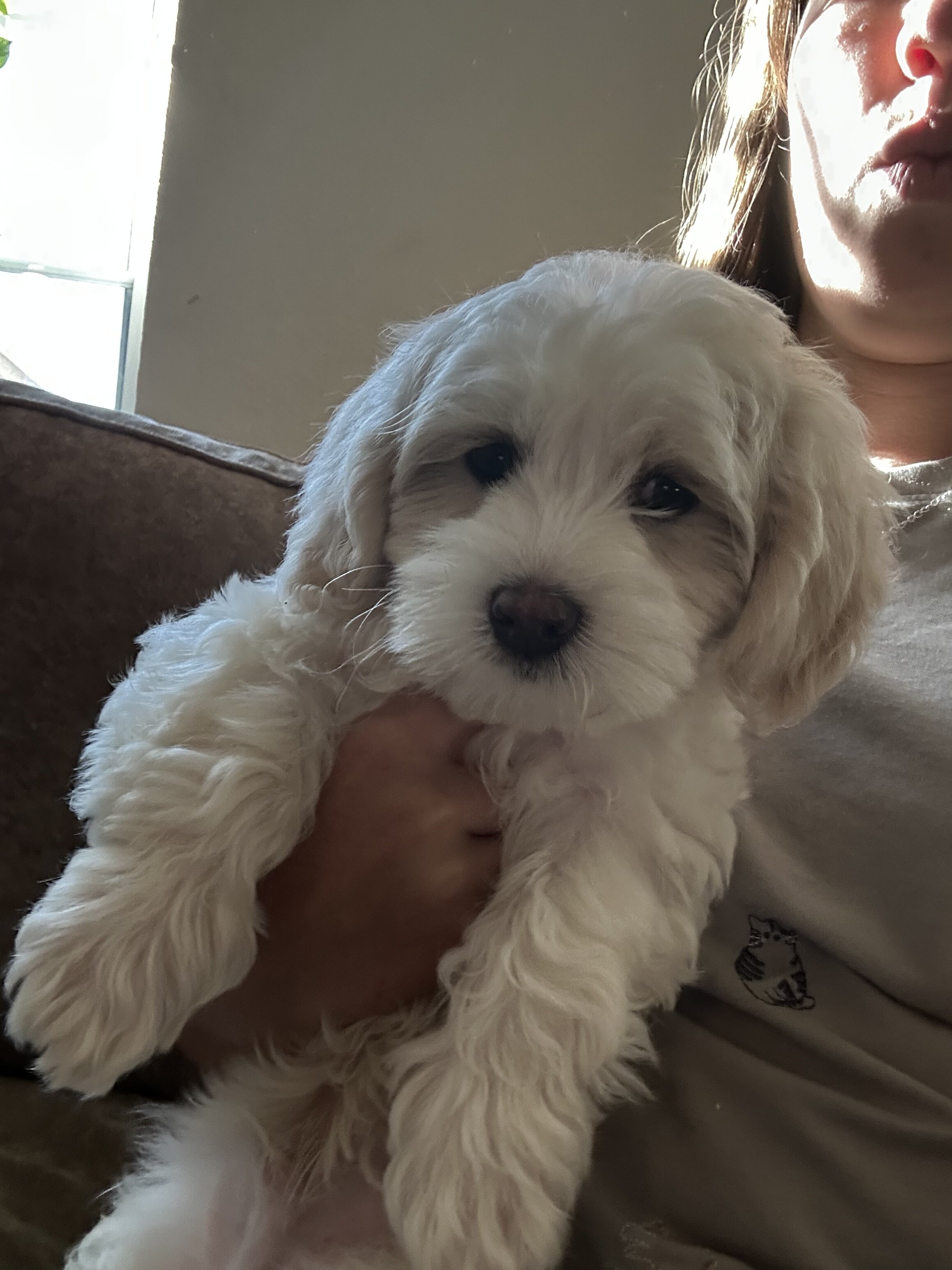 Coton de Tulear boys image 3