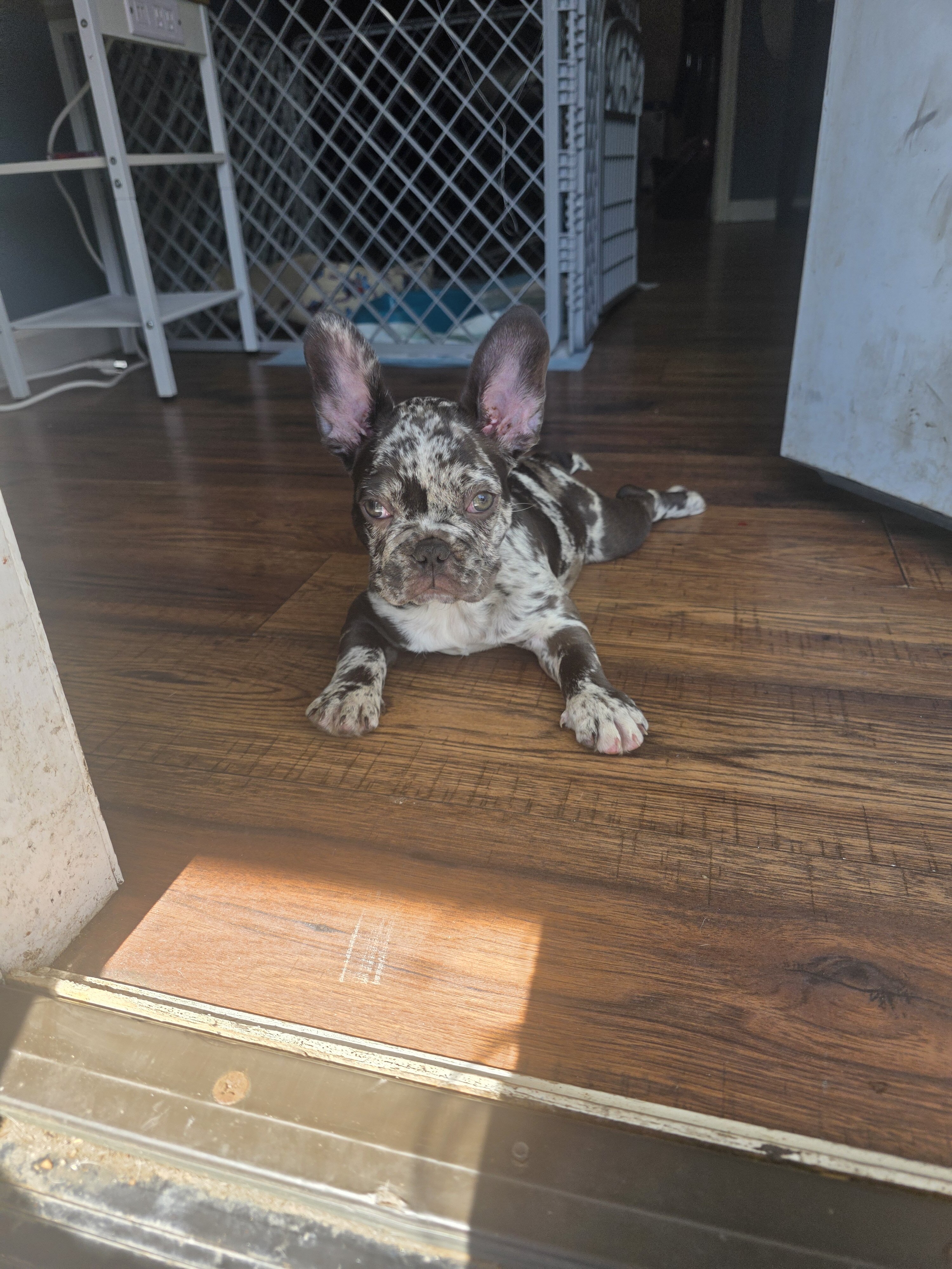 French Bulldog image 1