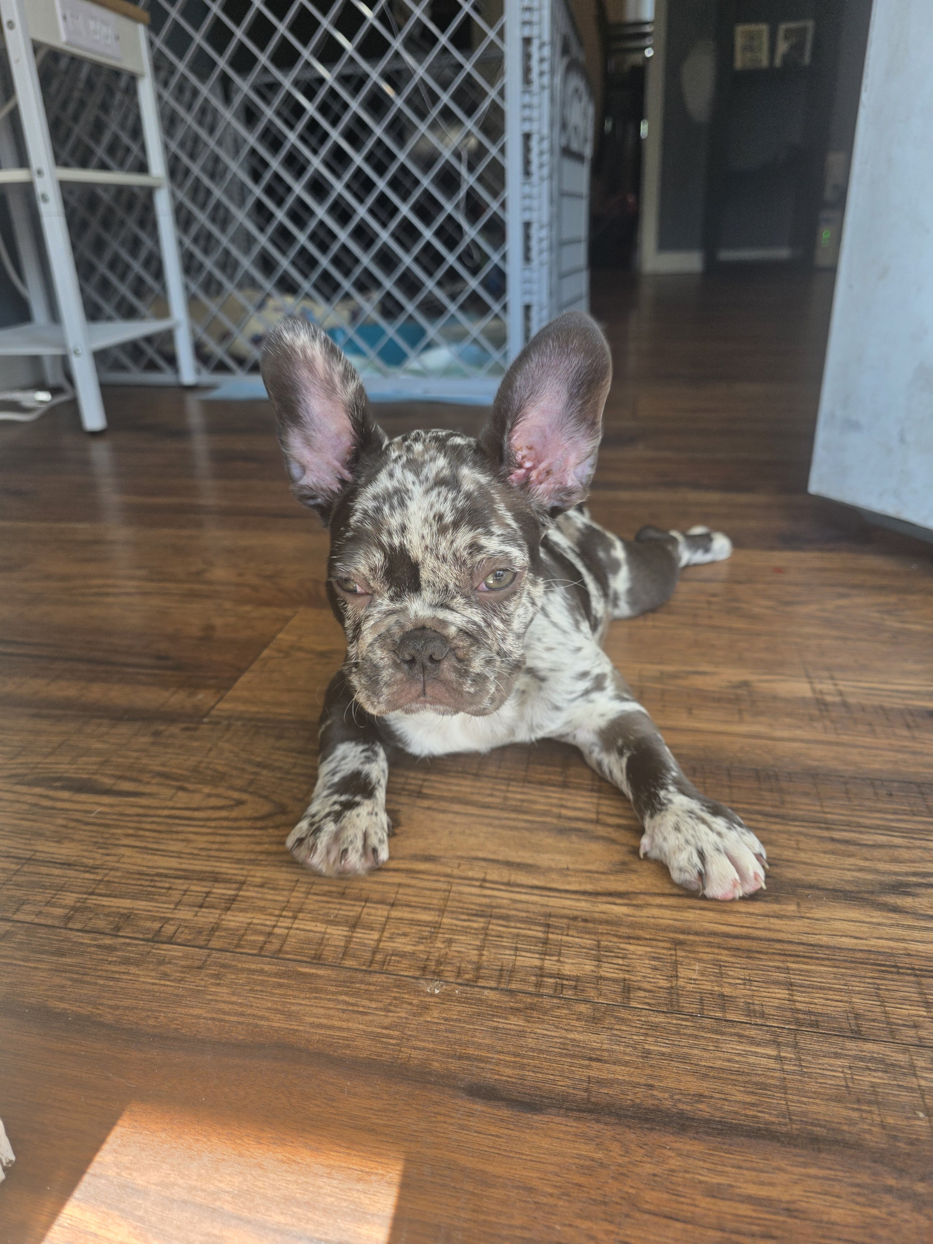 French Bulldog image 3