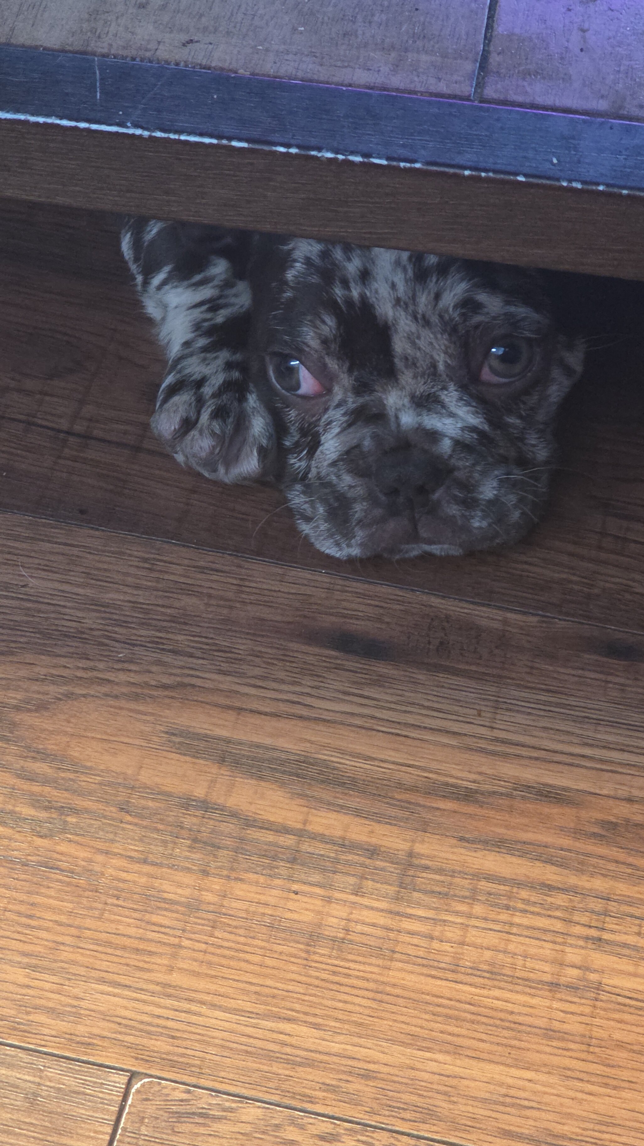 French Bulldog image 2