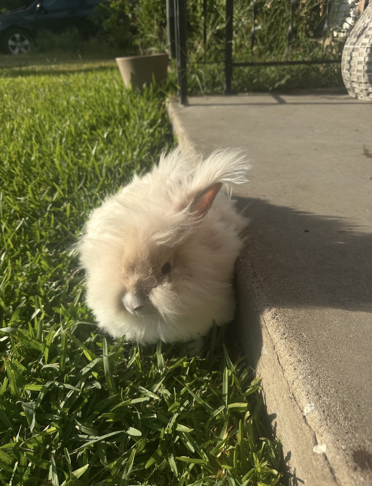 Angora rabbit image 3