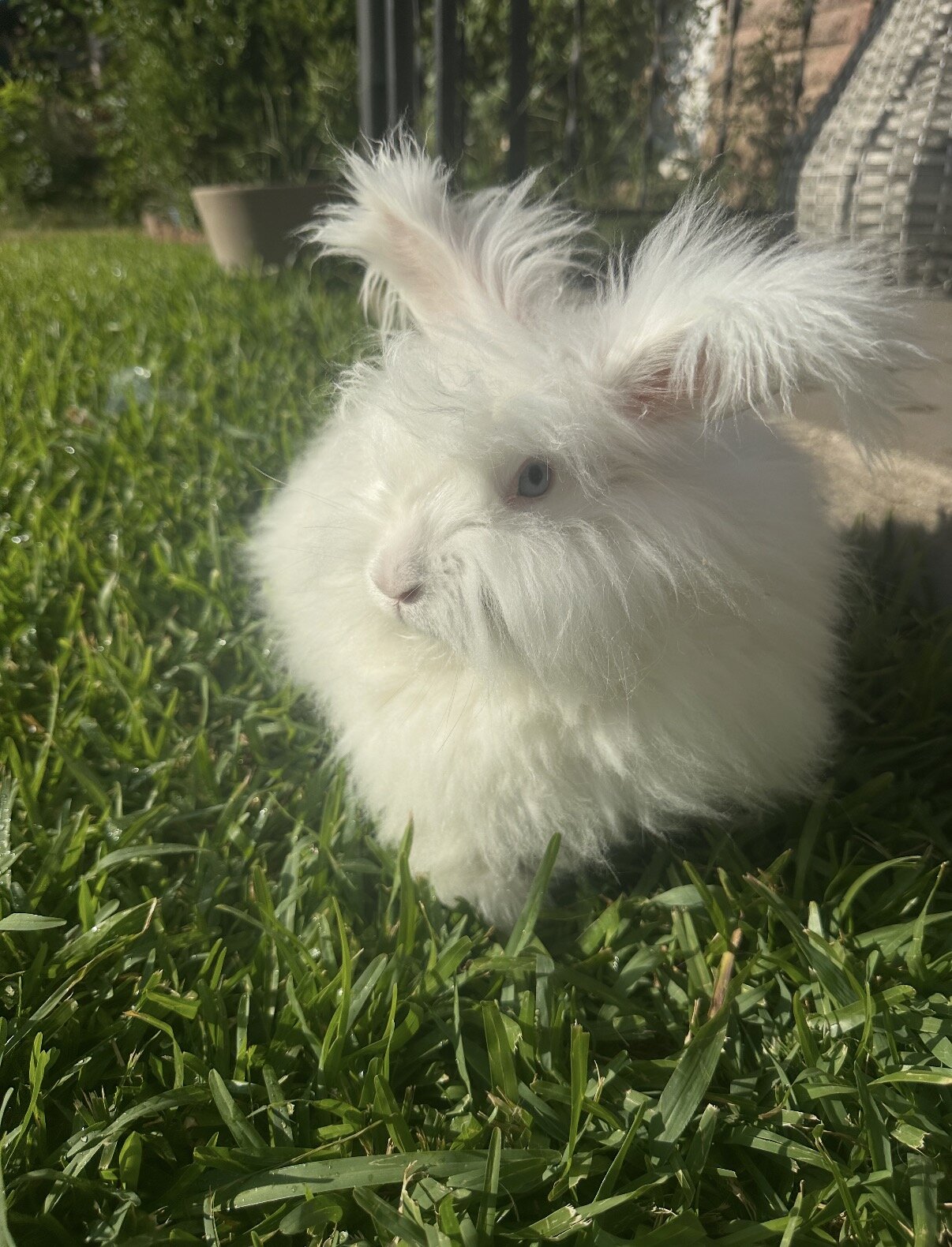 Angora rabbit image 1