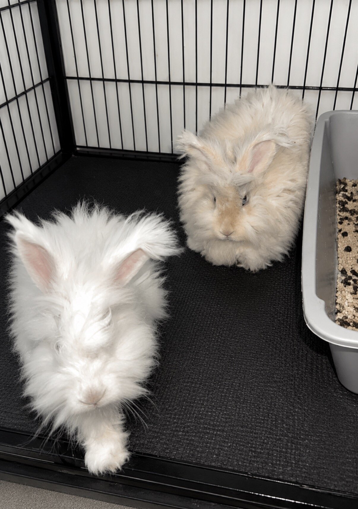 Angora rabbit image 2