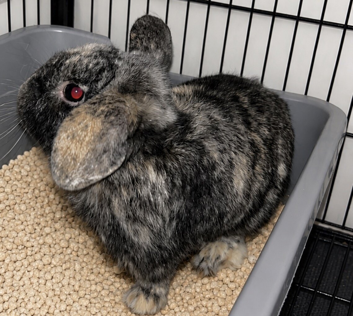 Female rabbits looking for new home image 3