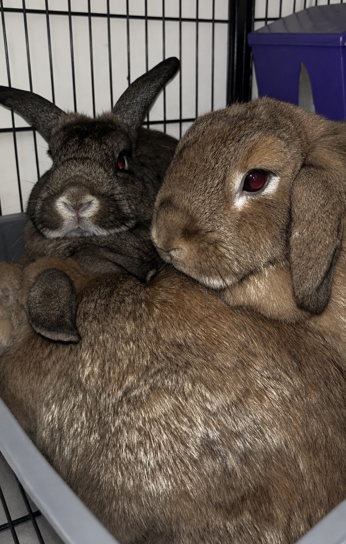 Female rabbits looking for new home image 2