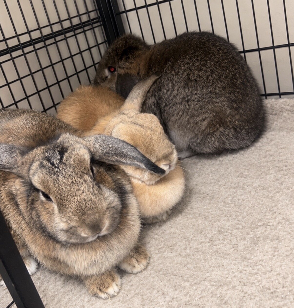 Female rabbits looking for new home image 1