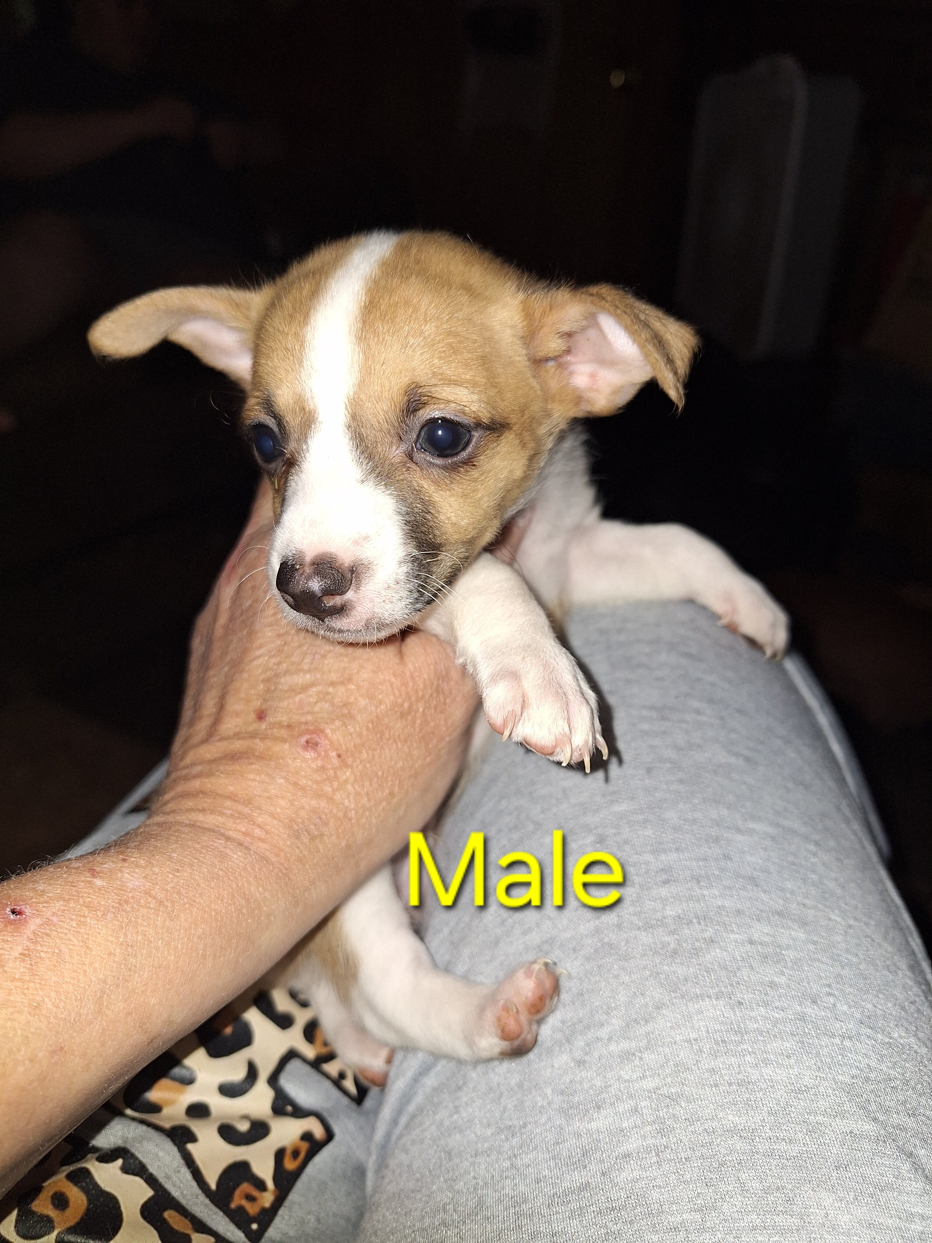 Miniature Dachshund Puppies image 1