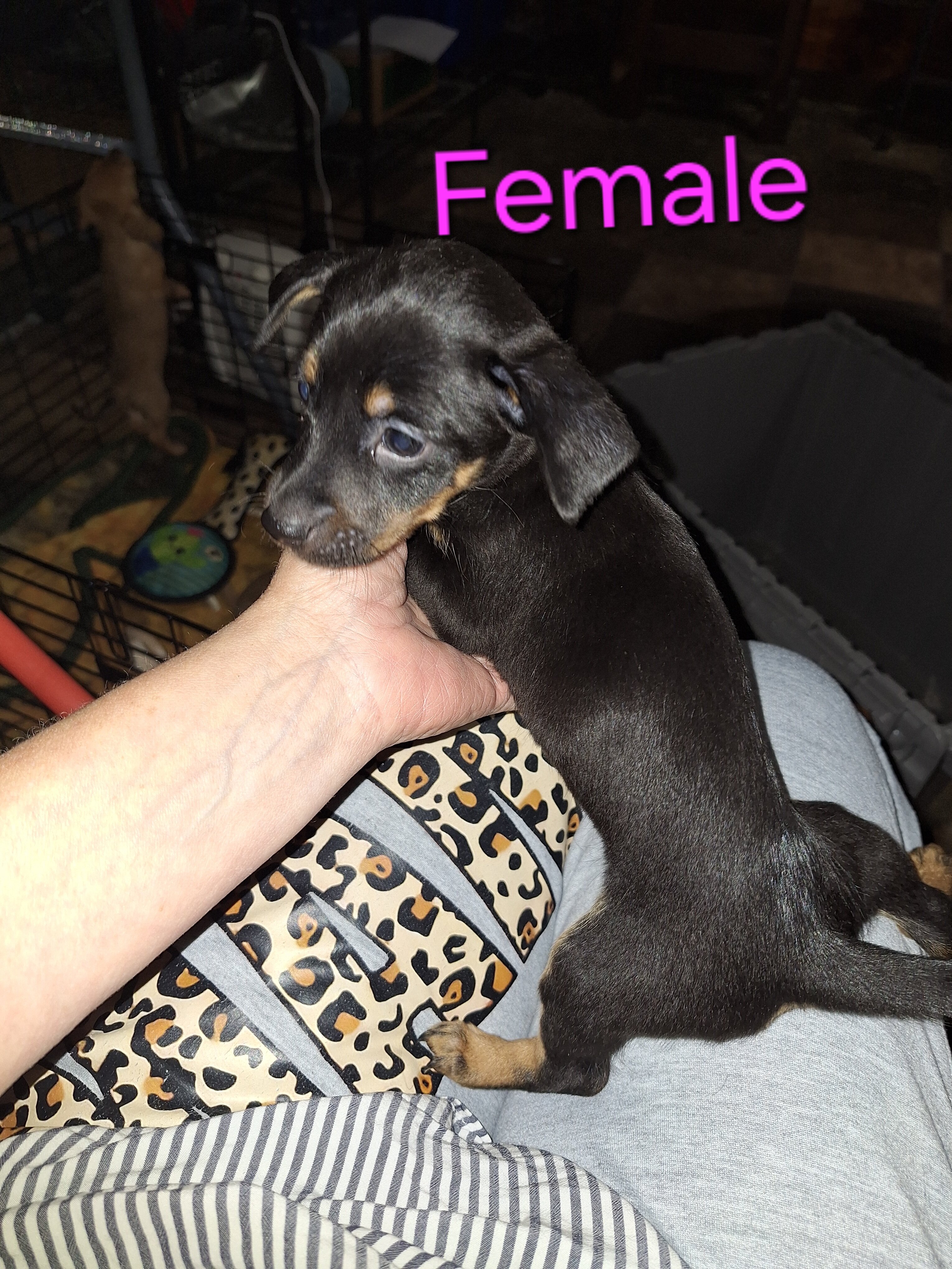Miniature Dachshund Puppies image 2