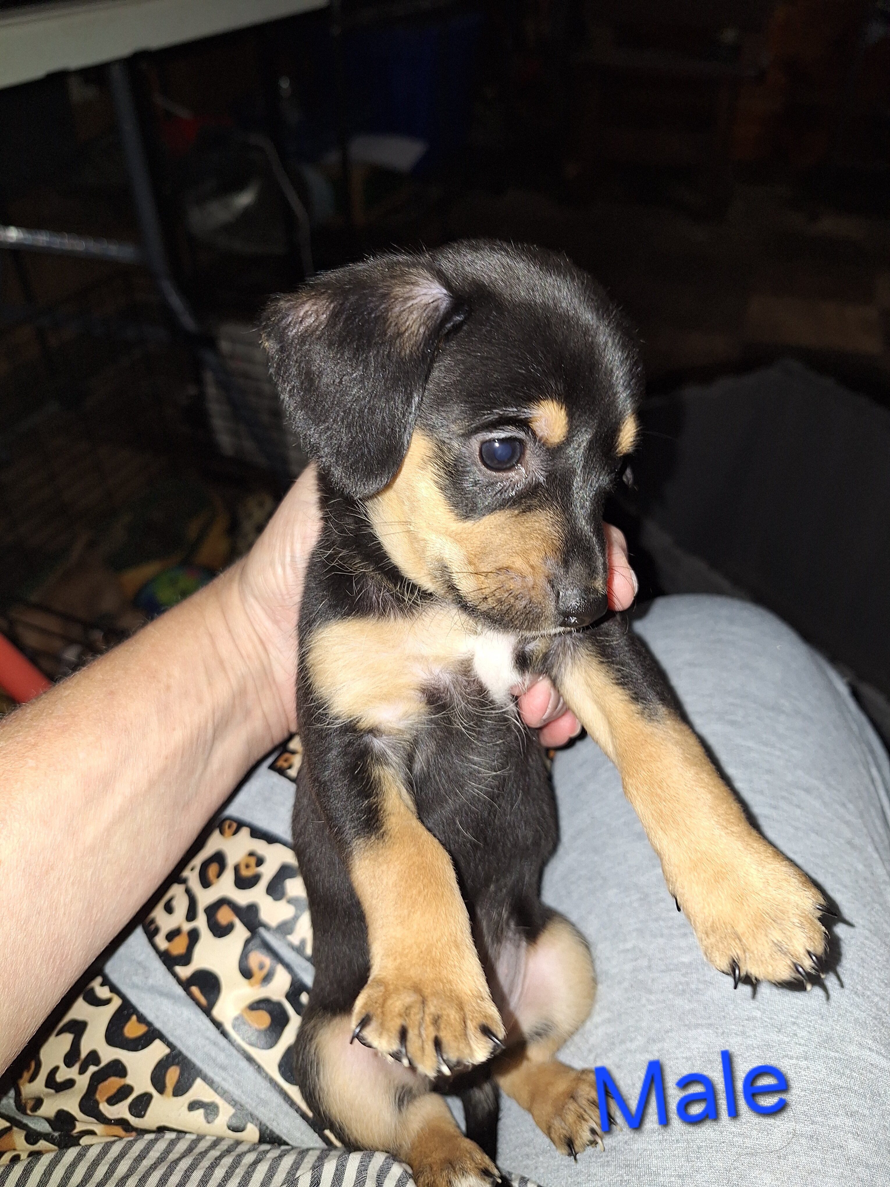 Miniature Dachshund Puppies image 3