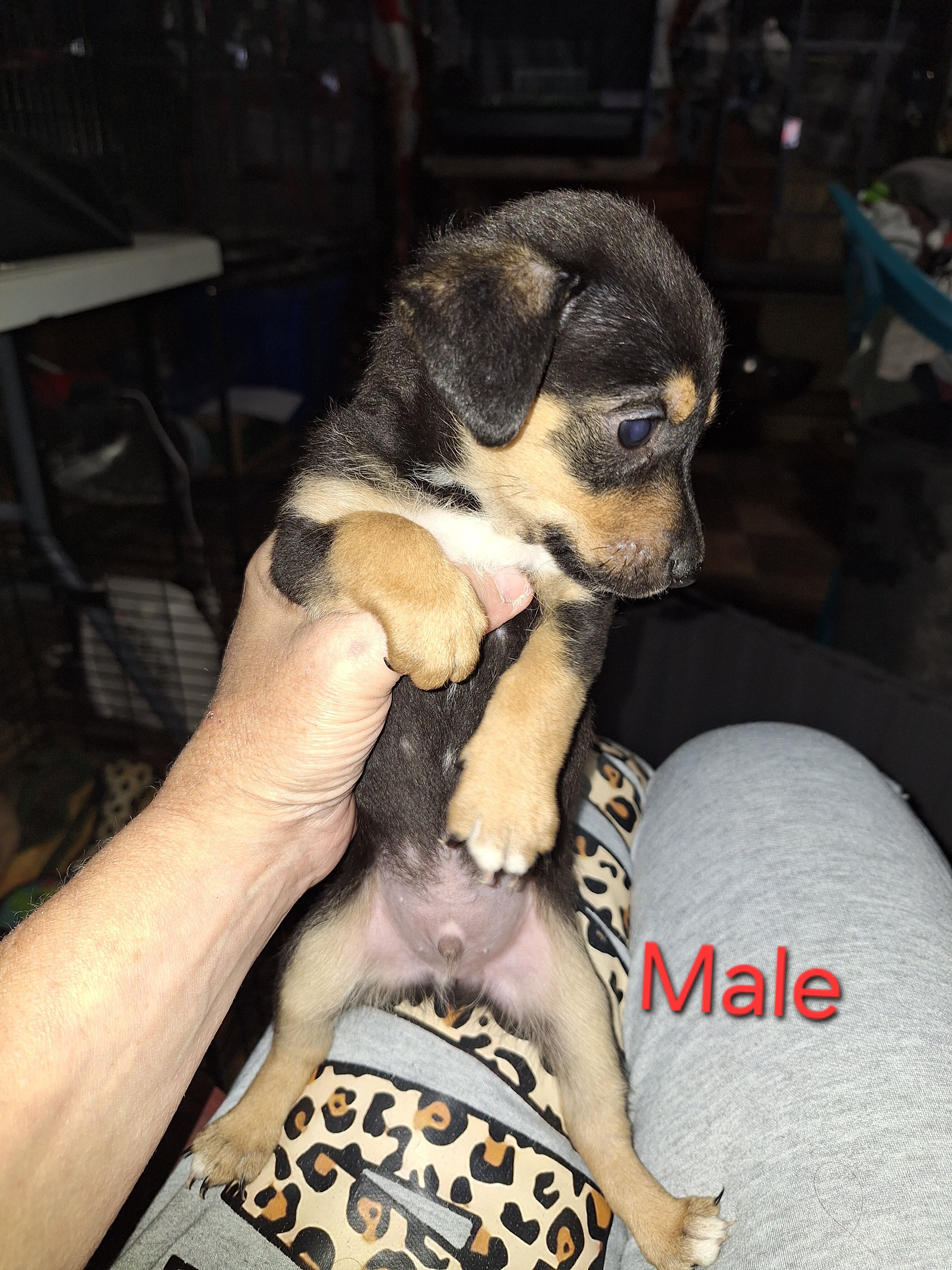 Miniature Dachshund Puppies image 4
