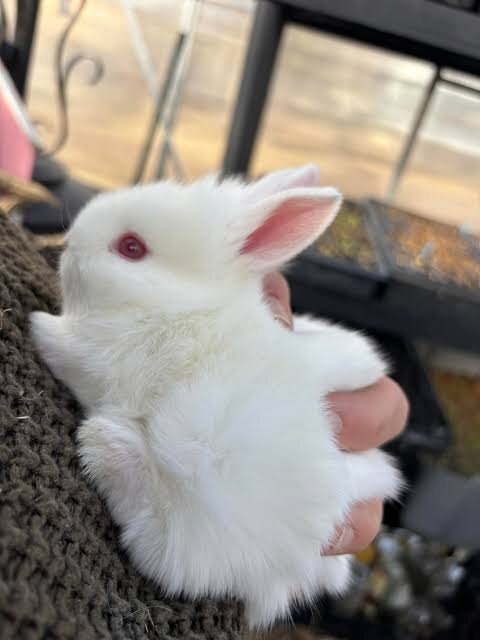 Cute red eyes RARE Lionhead rabbit image 1