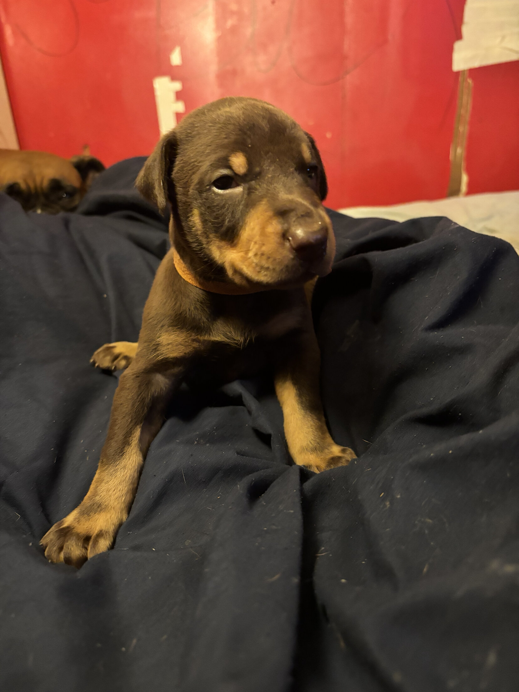 AKC Doberman Pincher puppies image 1