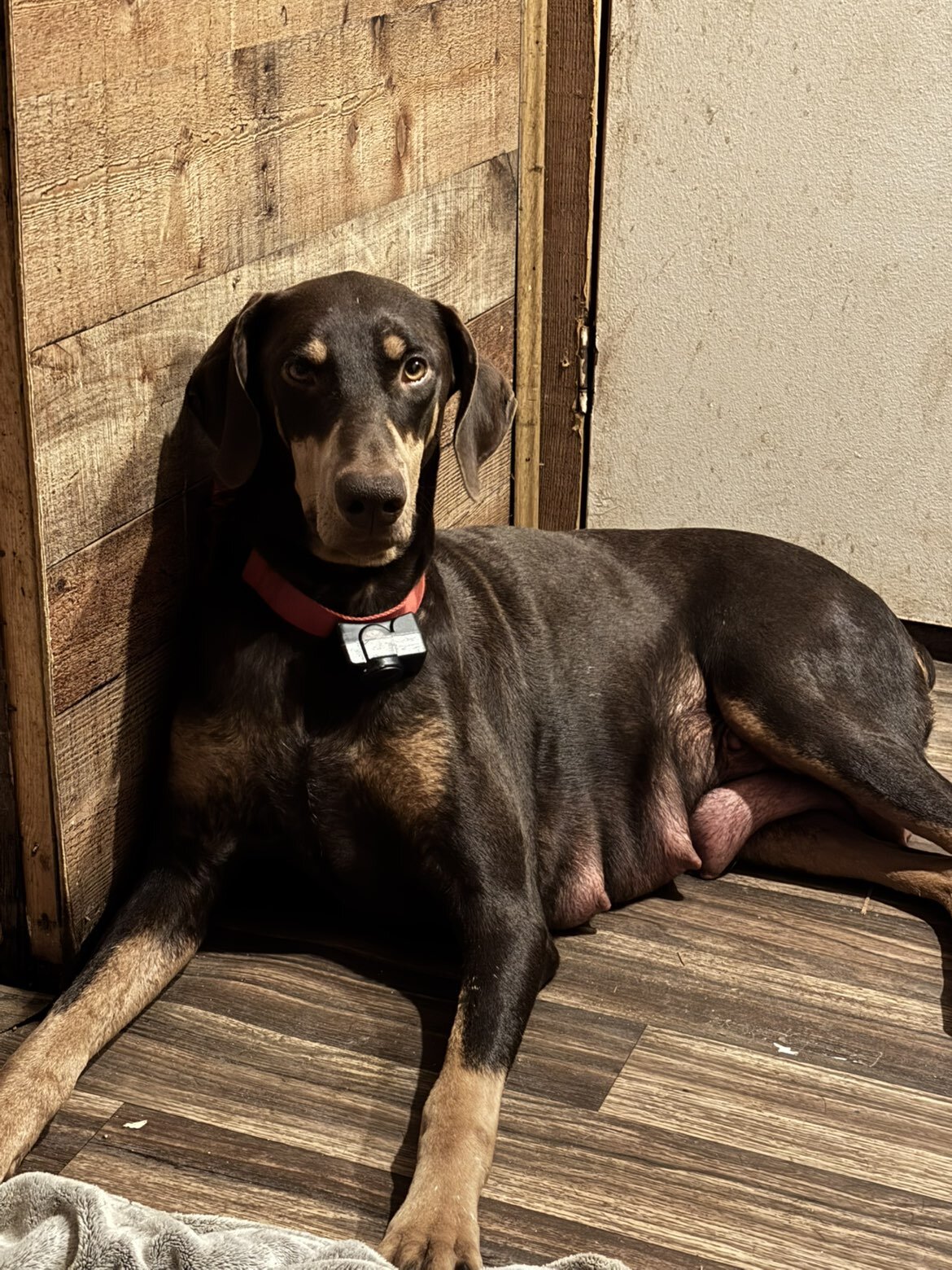 AKC Doberman Pincher puppies image 5