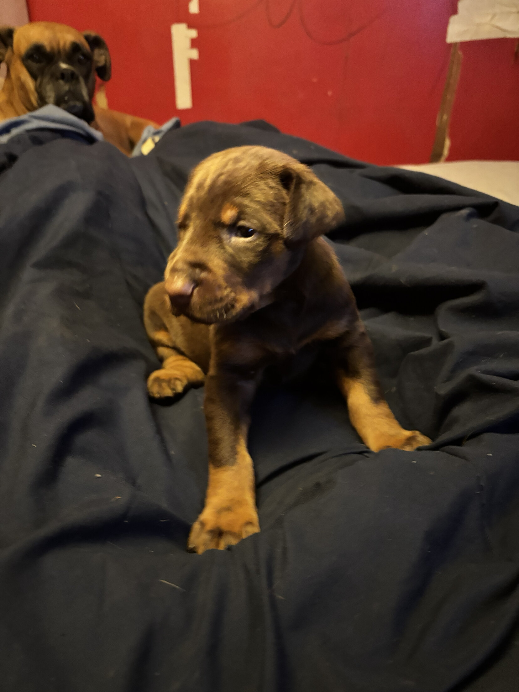 AKC Doberman Pincher puppies image 2