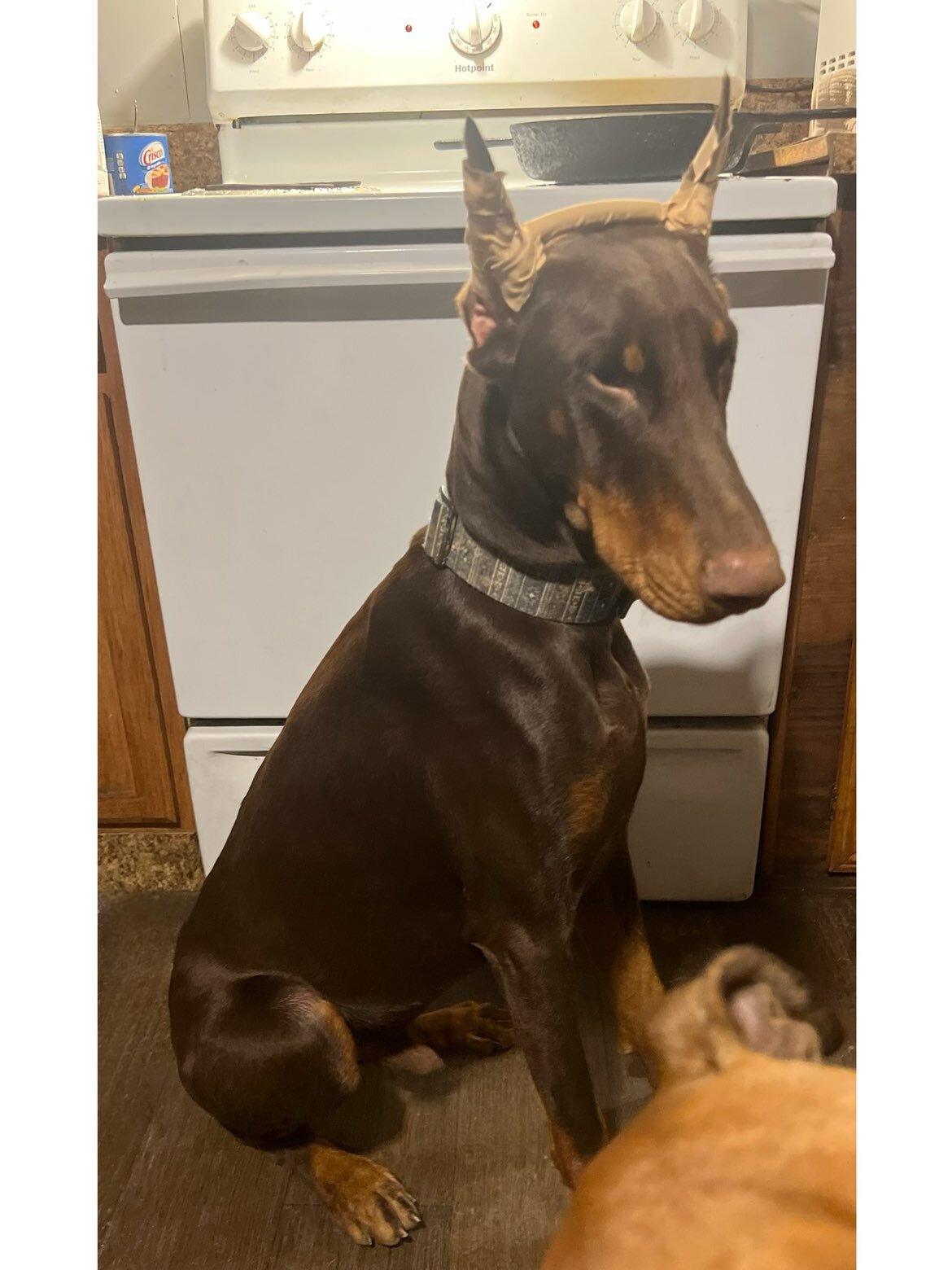 AKC Doberman Pincher puppies image 6