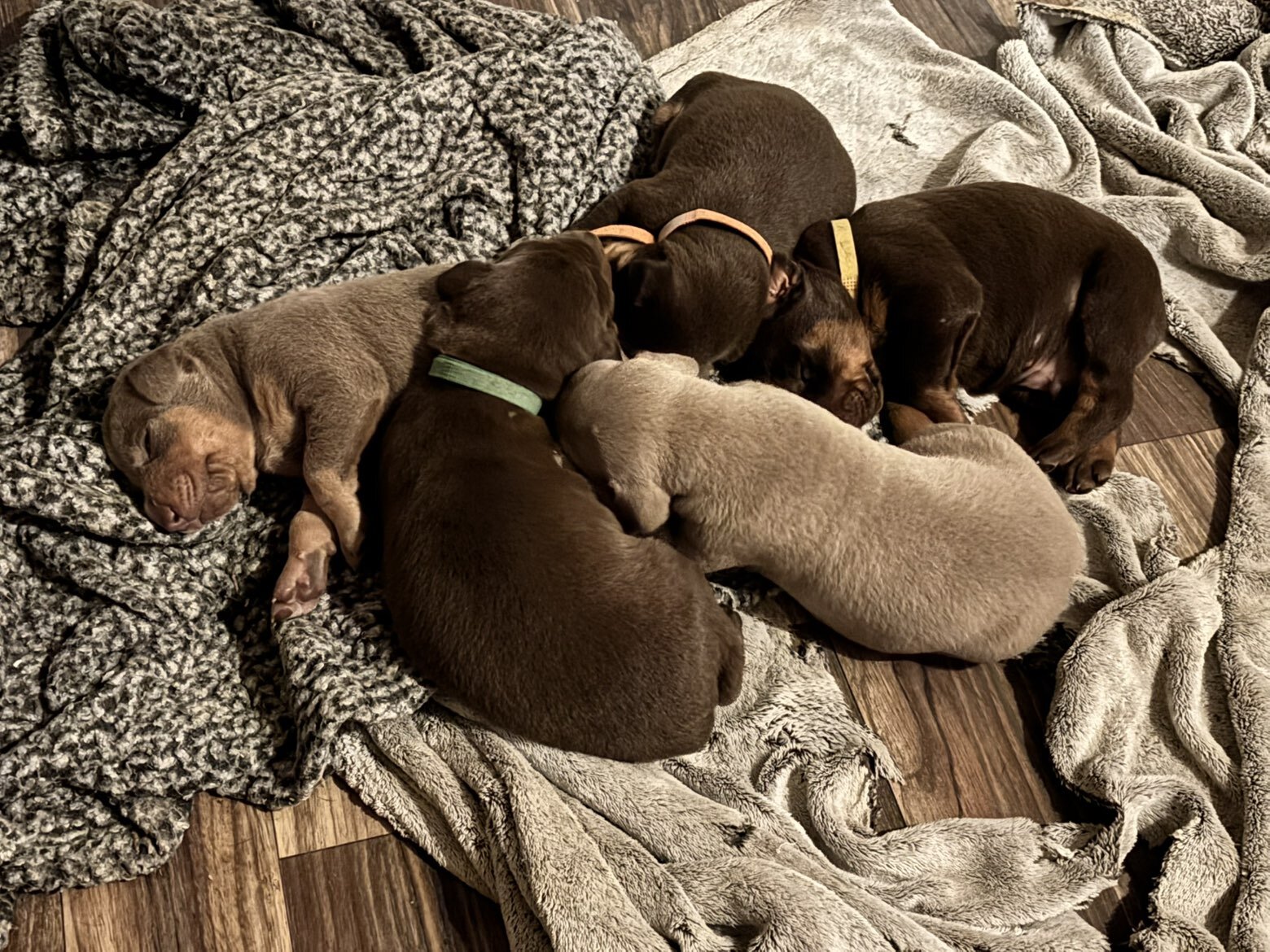 AKC Doberman Pincher puppies image 4